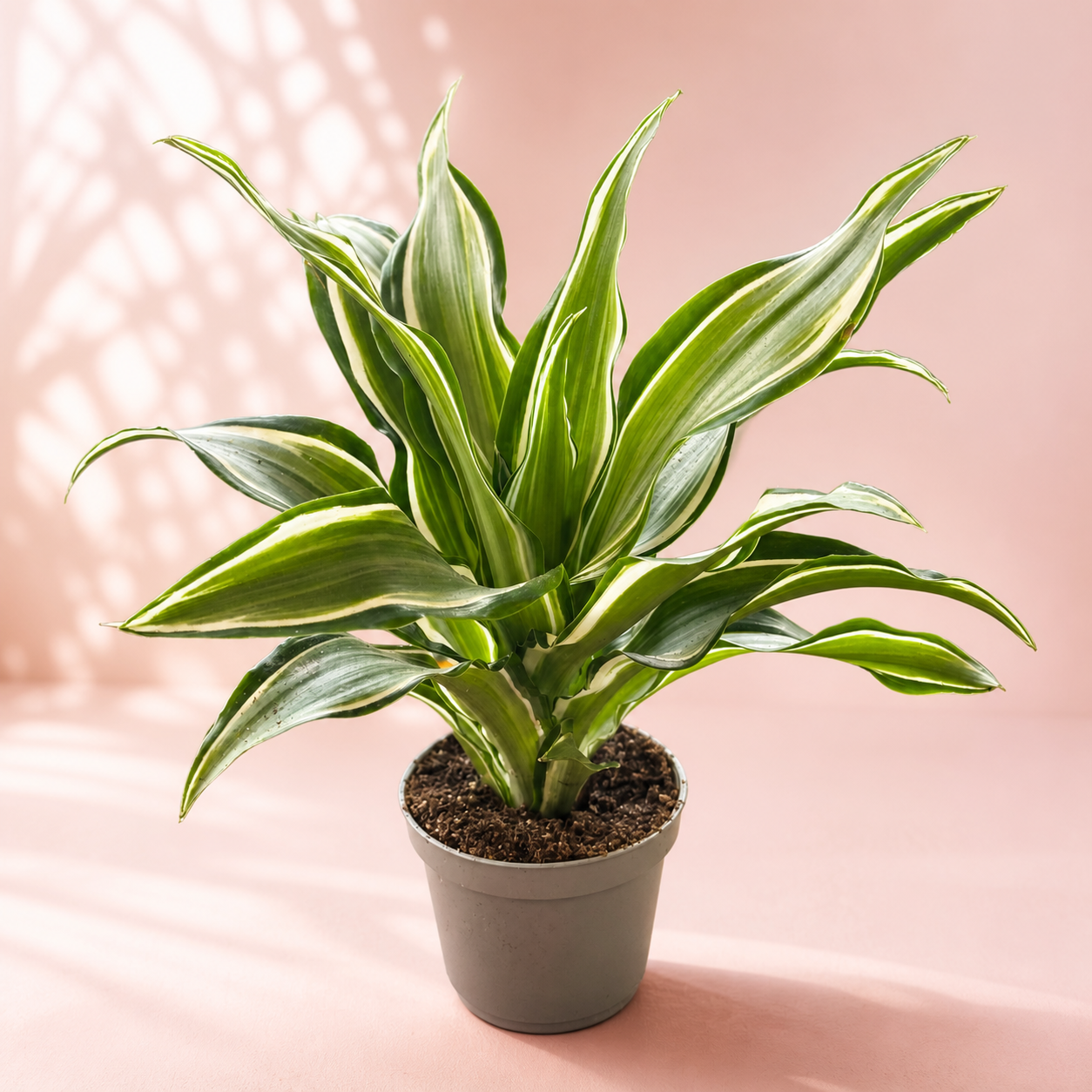 Dracaena Live Houseplant Set – 3 Baby Plants in 5.5cm Pots
