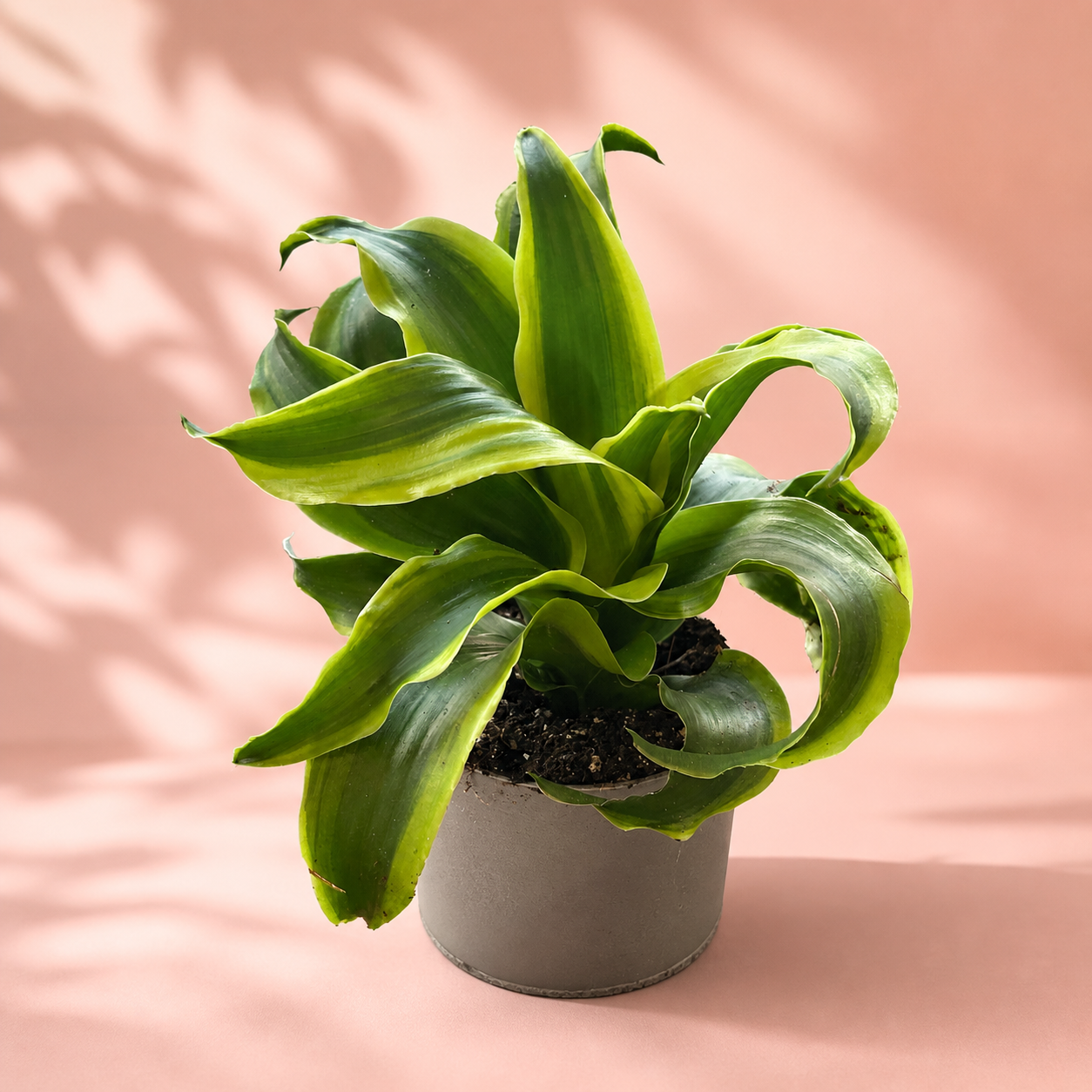 Dracaena Live Houseplant Set – 3 Baby Plants in 5.5cm Pots
