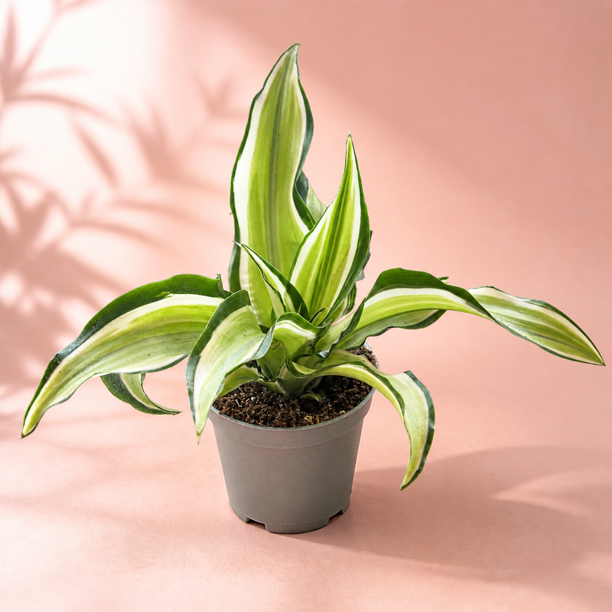 Dracaena Live Houseplant Set – 3 Baby Plants in 5.5cm Pots

