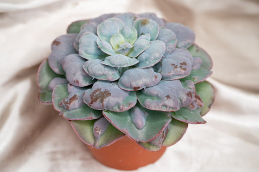 15cm Echeveria Blue Heart's Delight, Succulent plant