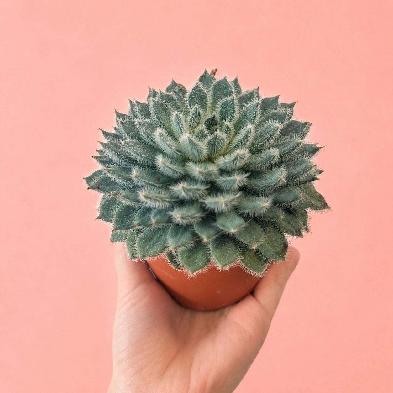Echeveria setosa Fuzzy Succulent Live Plant in 10cm Pot
