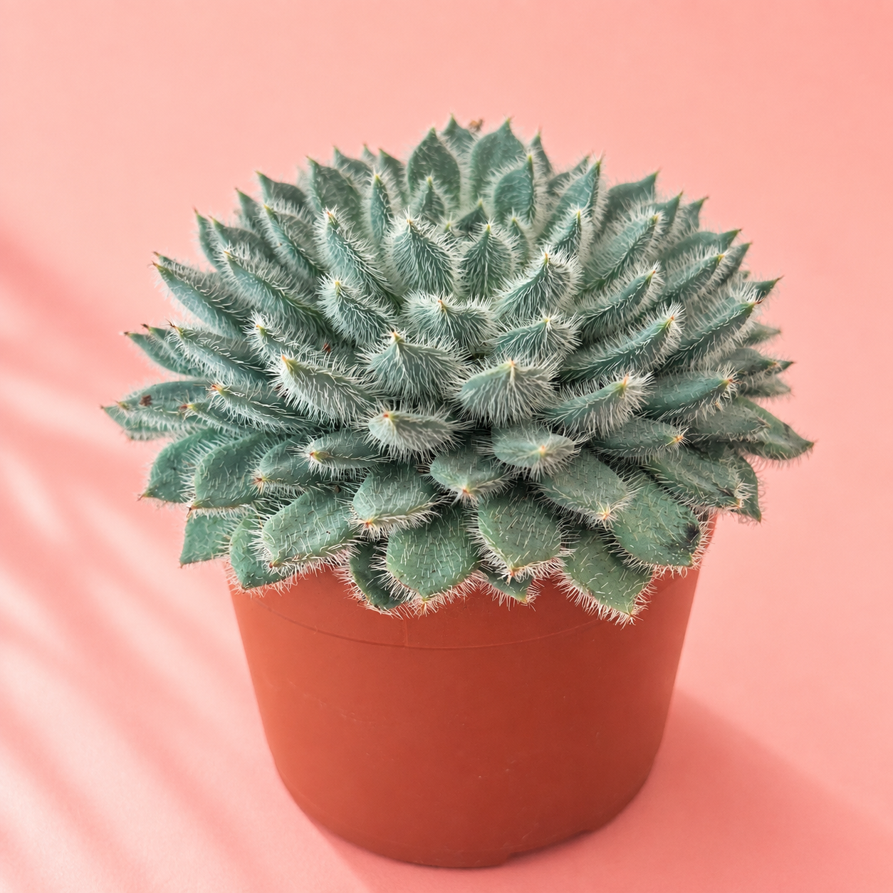 Echeveria setosa Fuzzy Succulent Live Plant in 10cm Pot