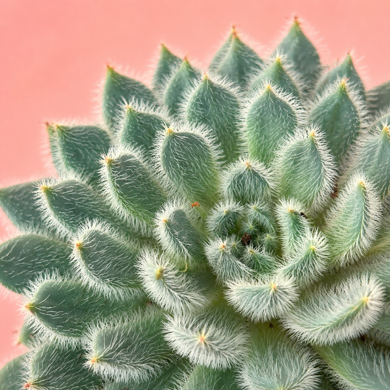Echeveria setosa Fuzzy Succulent Live Plant in 10cm Pot