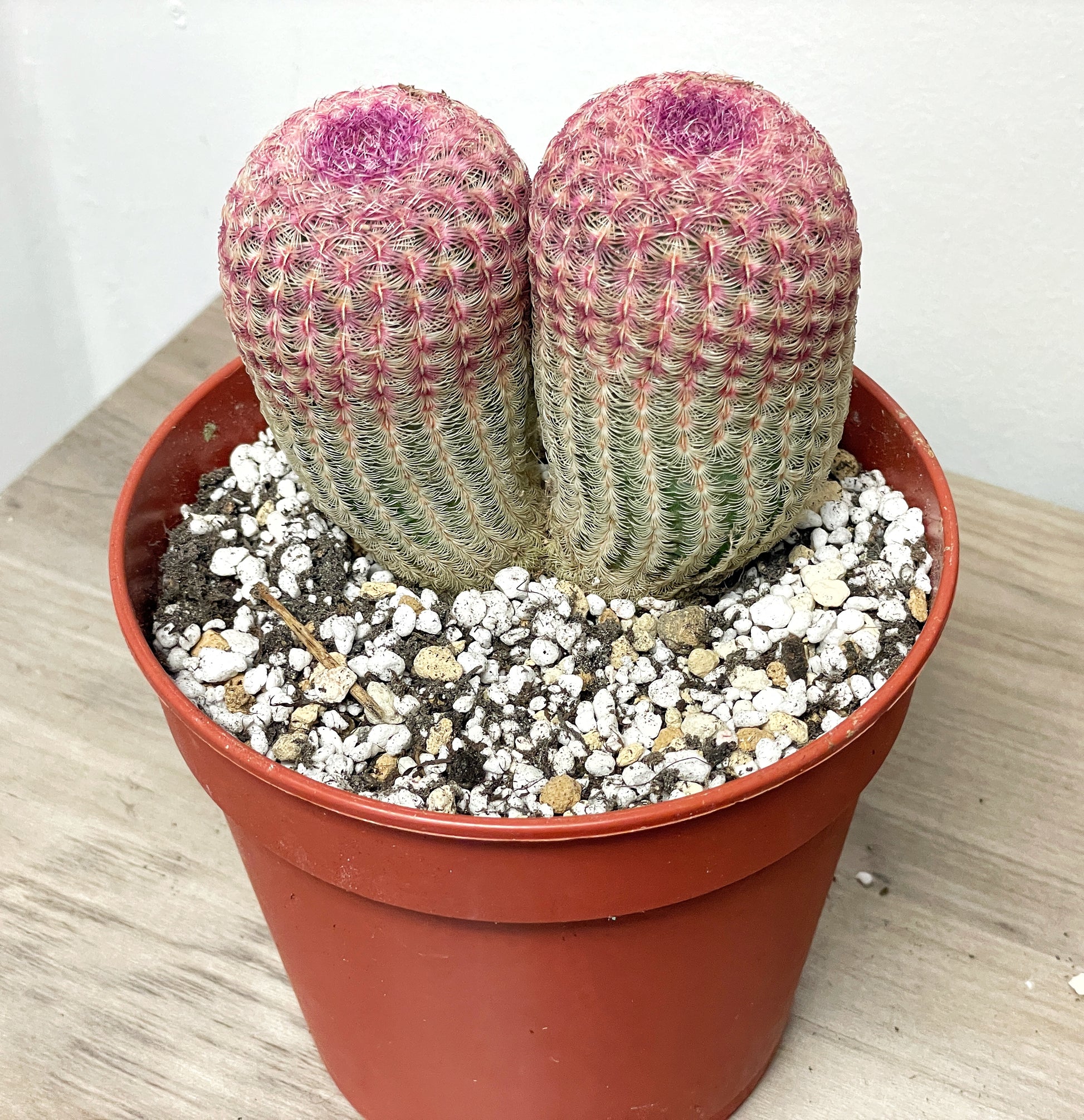 rare cactus and succulents for sale Double Heads Echinocereus Rigidissimus, Rainbow Cactus, Red Pink Cactus, Succulents