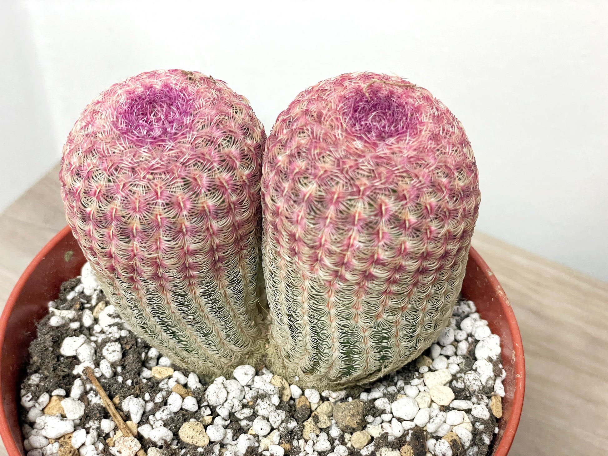 rainbow cactus succulent Double Heads Echinocereus Rigidissimus, Rainbow Cactus, Red Pink Cactus, Succulents