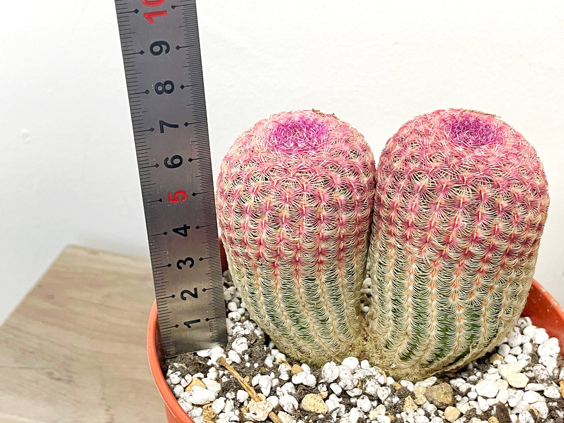 Echinocereus Rigidissimus, Rainbow Cactus - 0