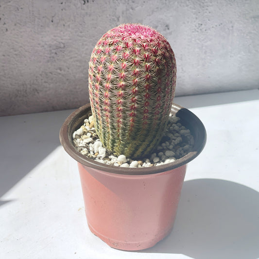 Echinocereus Rigidissimus Rubispinus, Rainbow Cactus 0