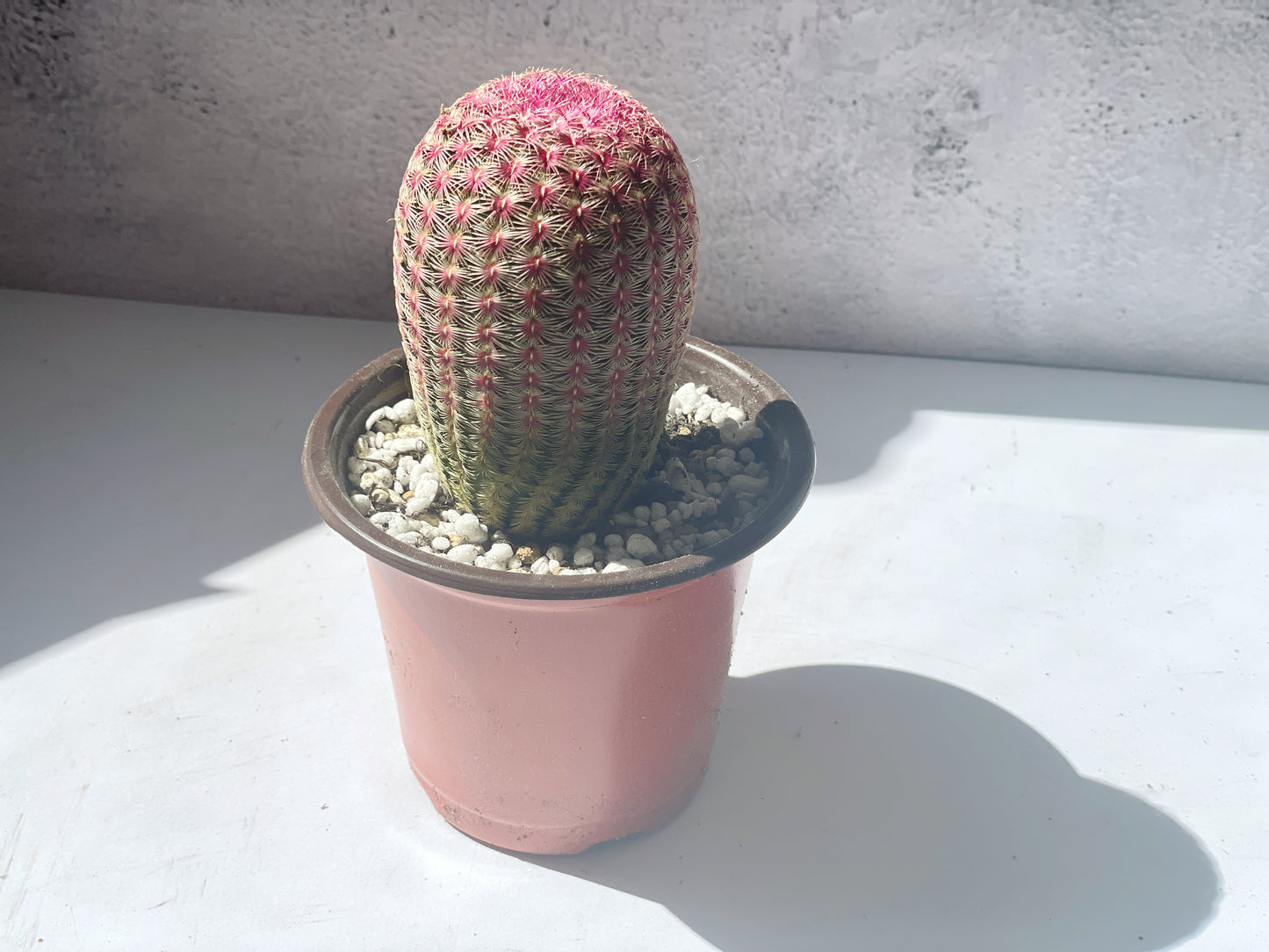 Echinocereus Rigidissimus Rubispinus, Rainbow Cactus 0