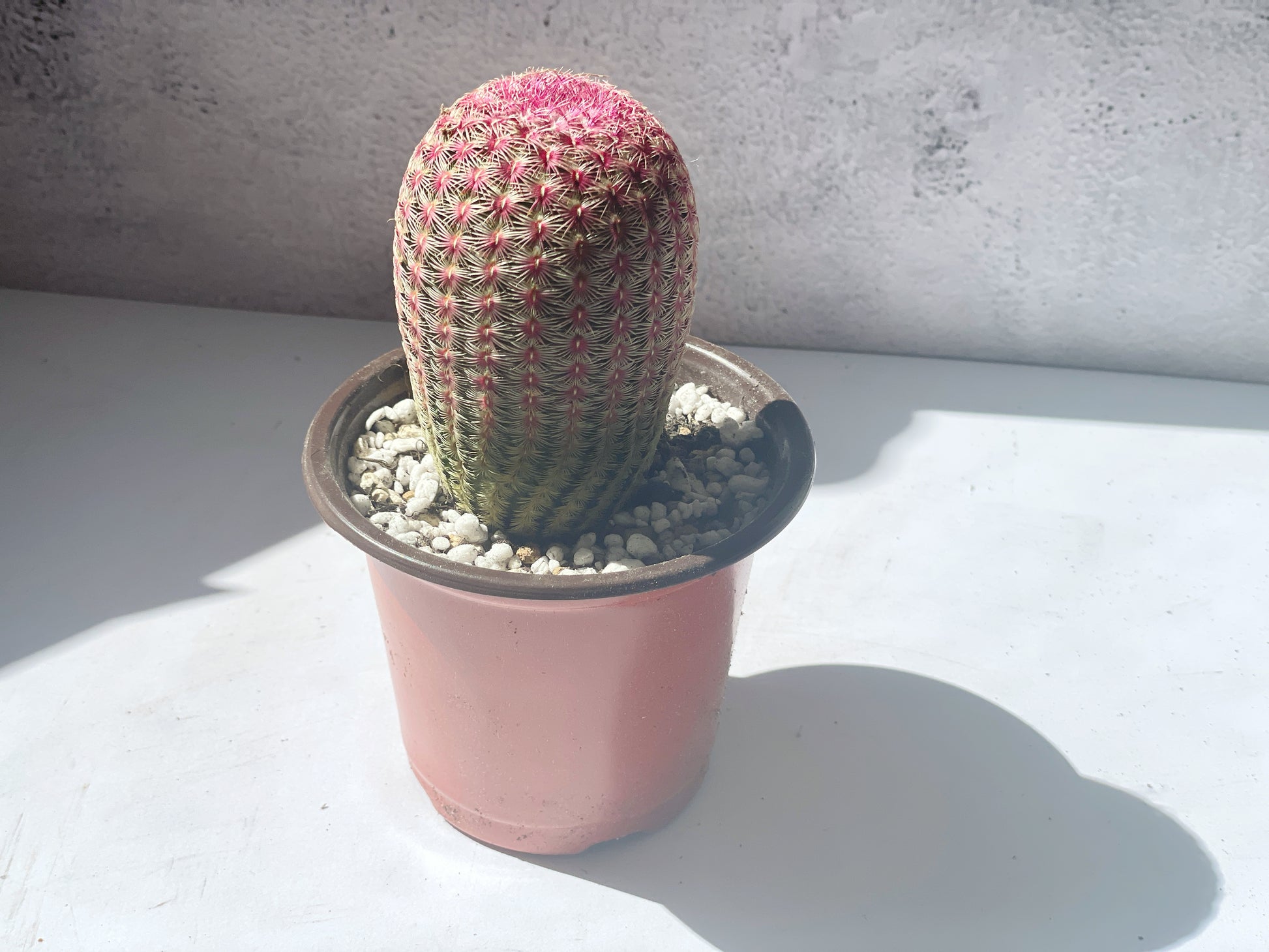 Echinocereus Rigidissimus Rubispinus, Rainbow Cactus 0