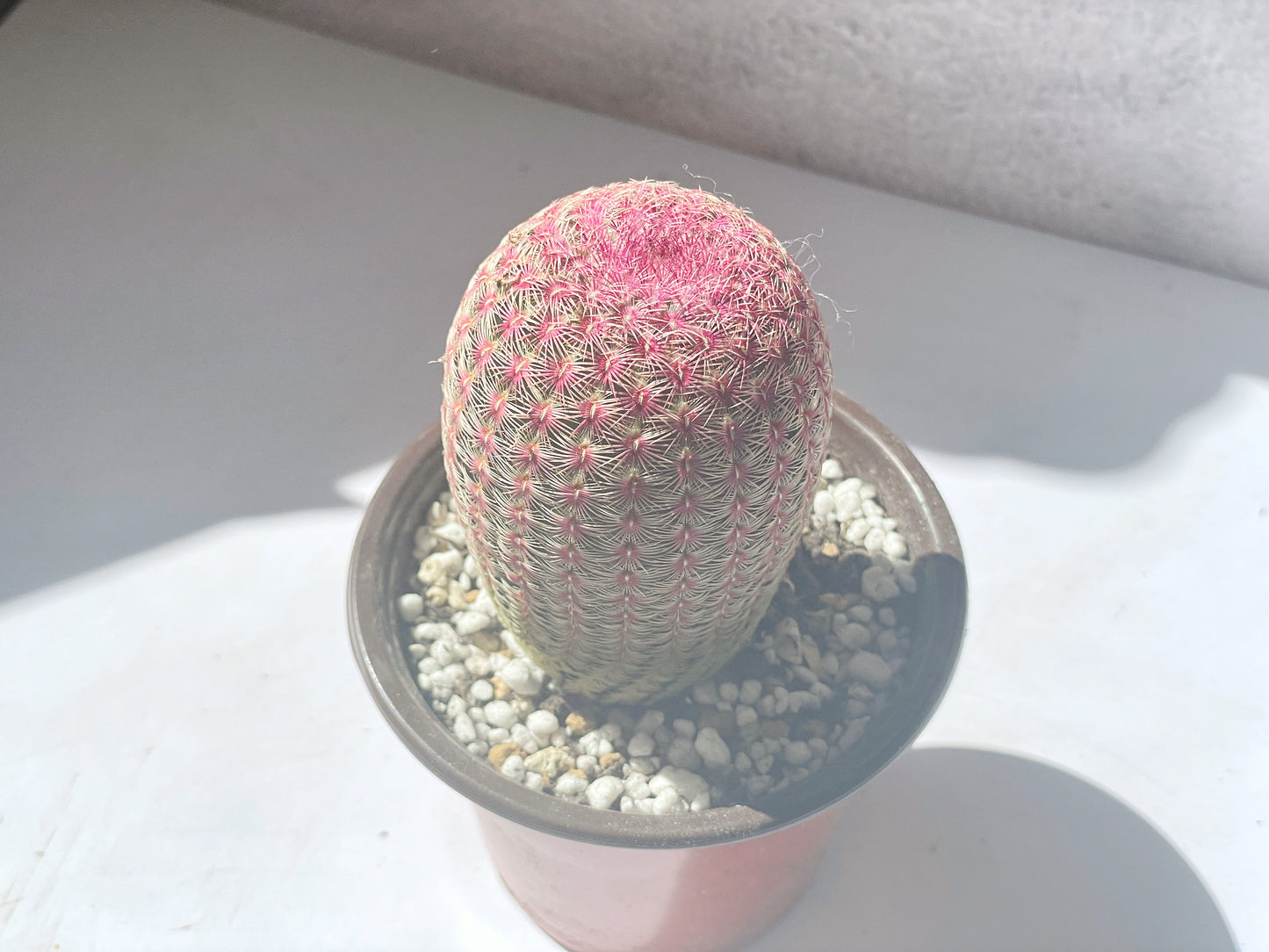 Echinocereus Rigidissimus Rubispinus, Rainbow Cactus 0