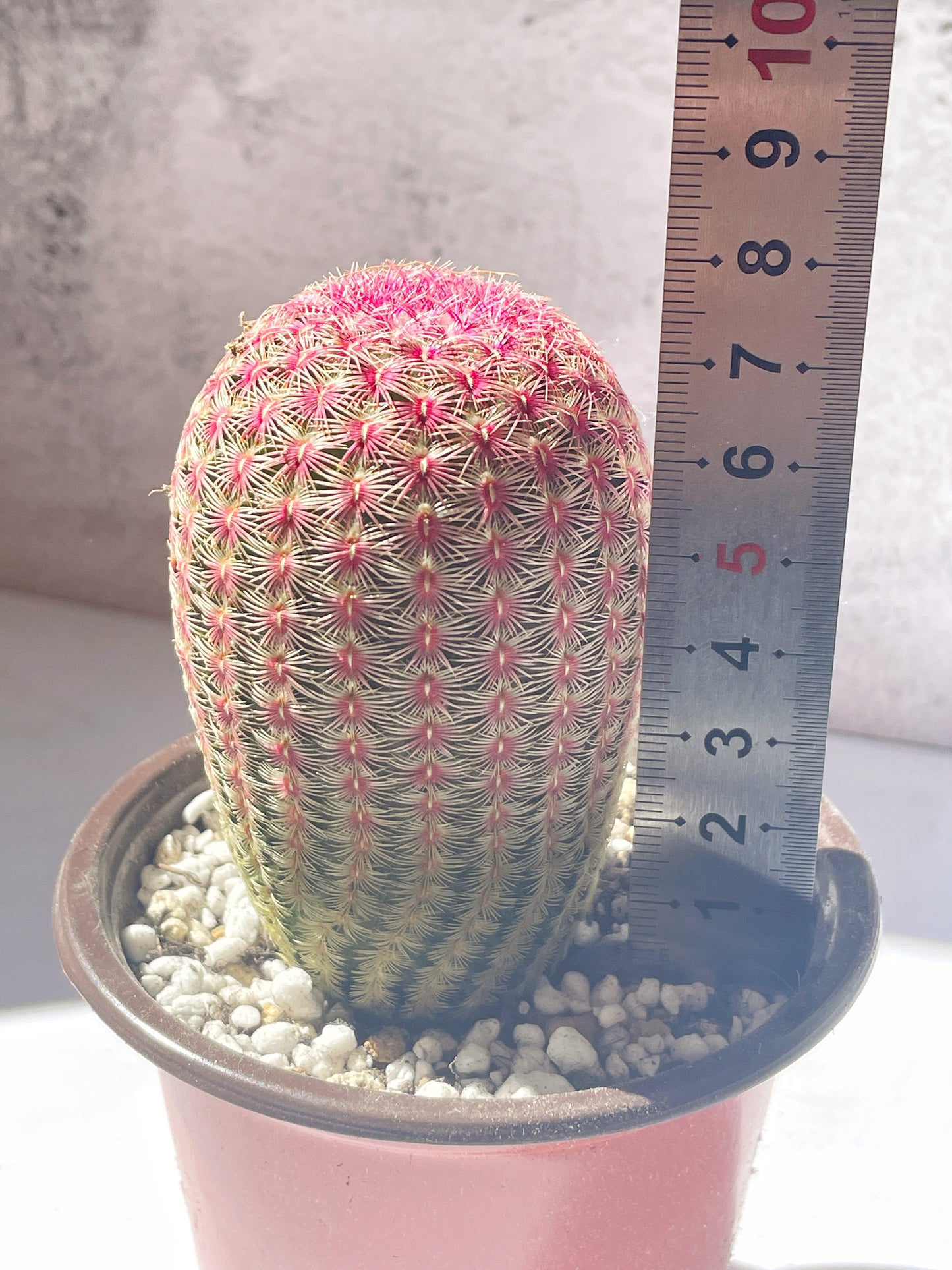 Echinocereus Rigidissimus Rubispinus, Rainbow Cactus 0