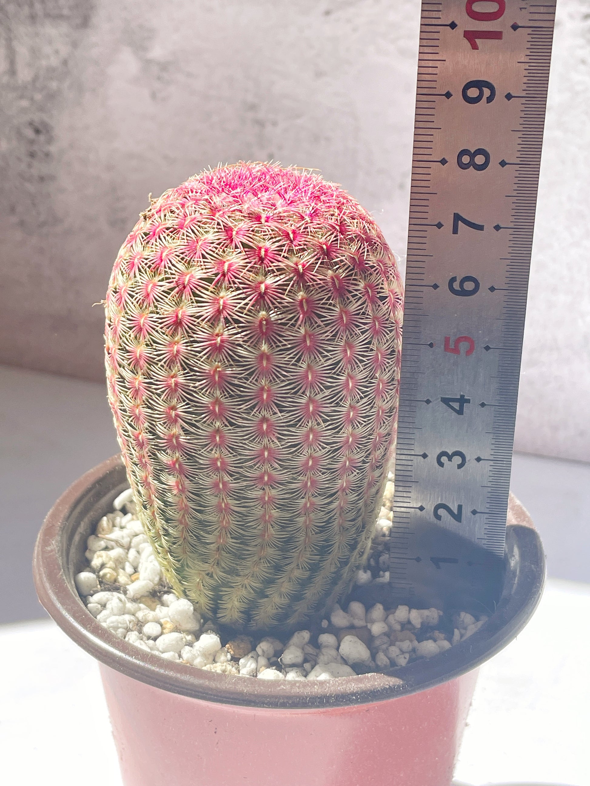 Echinocereus Rigidissimus Rubispinus, Rainbow Cactus 0