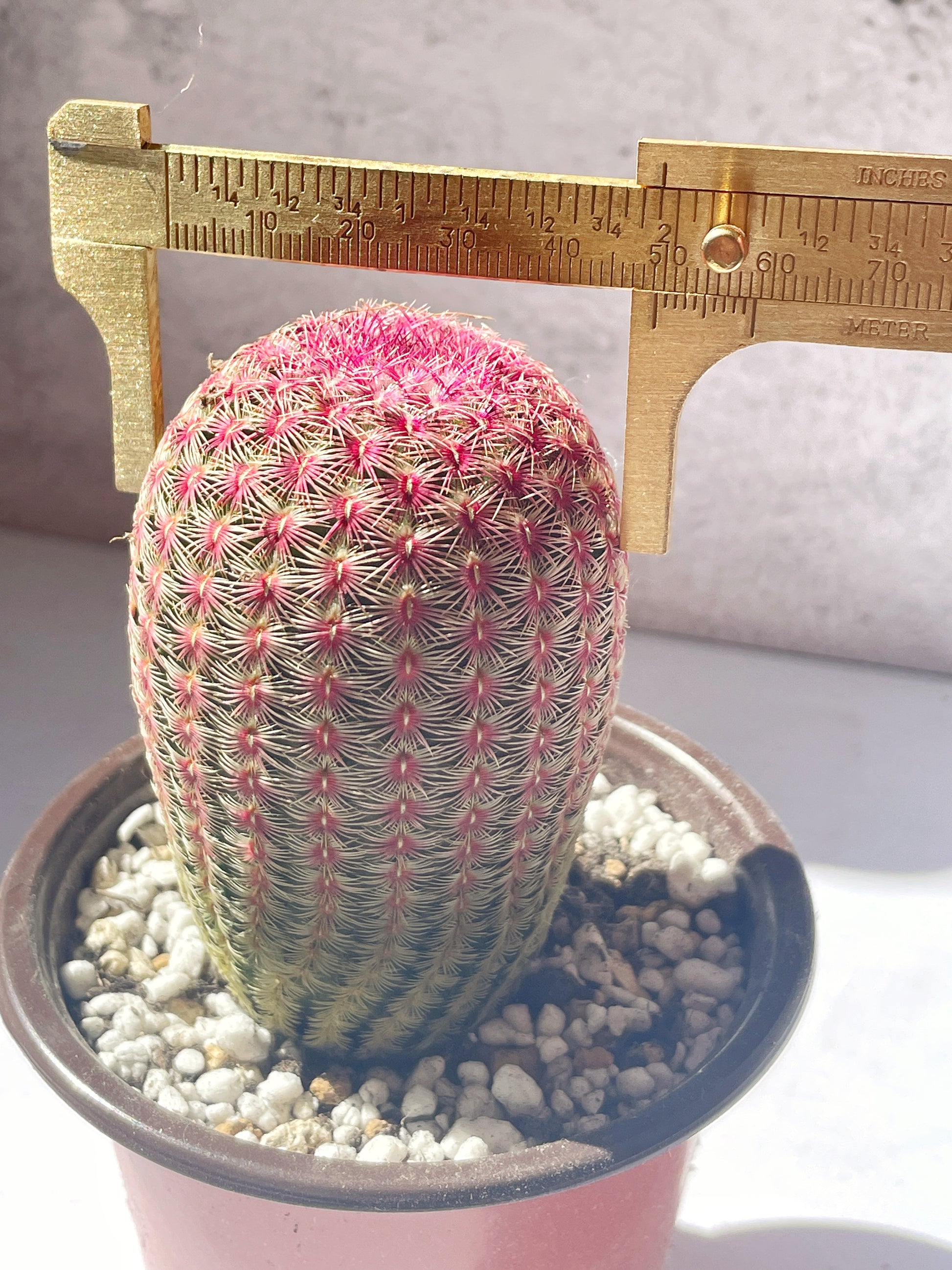 Echinocereus Rigidissimus Rubispinus, Rainbow Cactus 0
