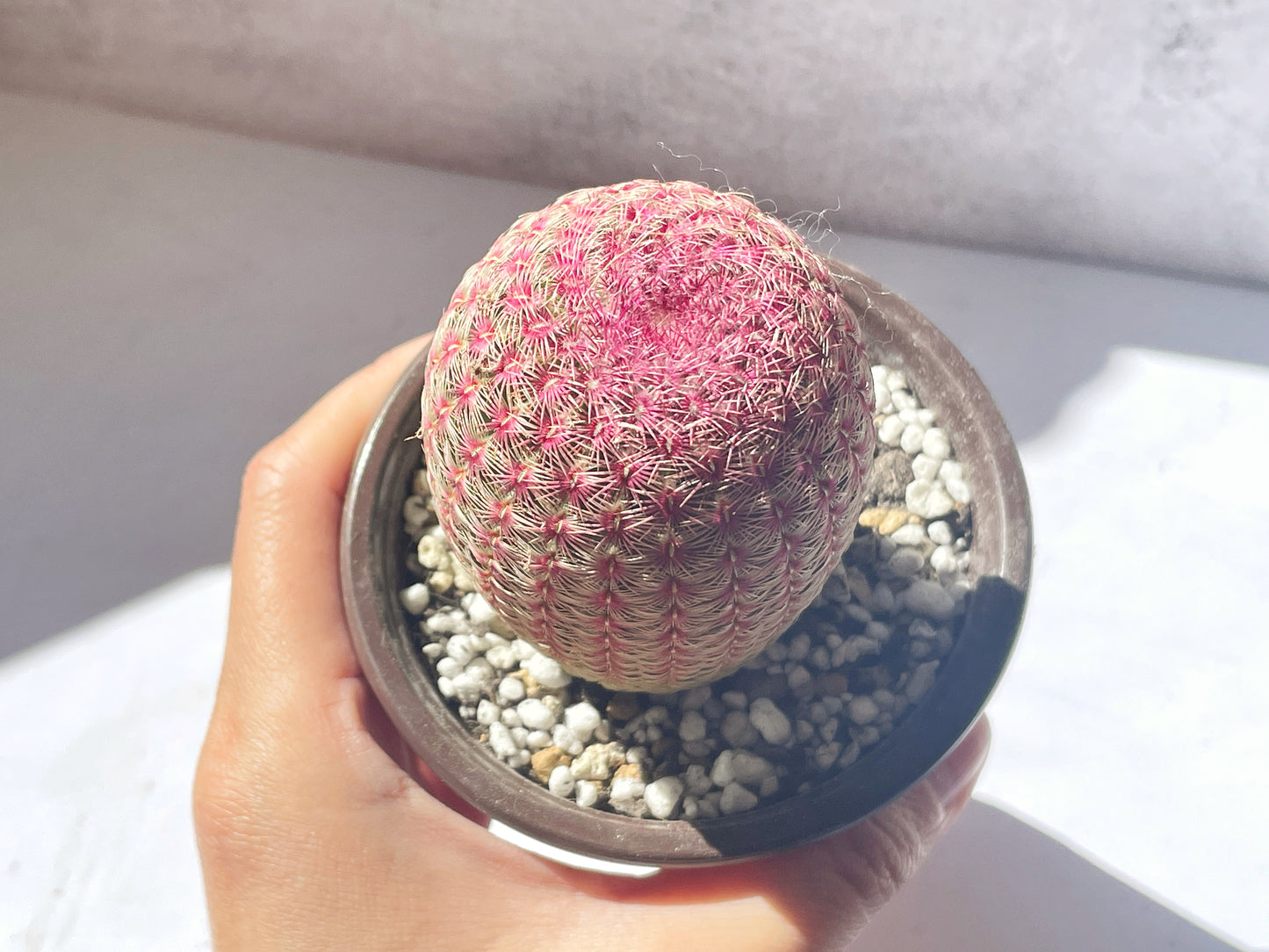 Echinocereus Rigidissimus Rubispinus, Rainbow Cactus 0