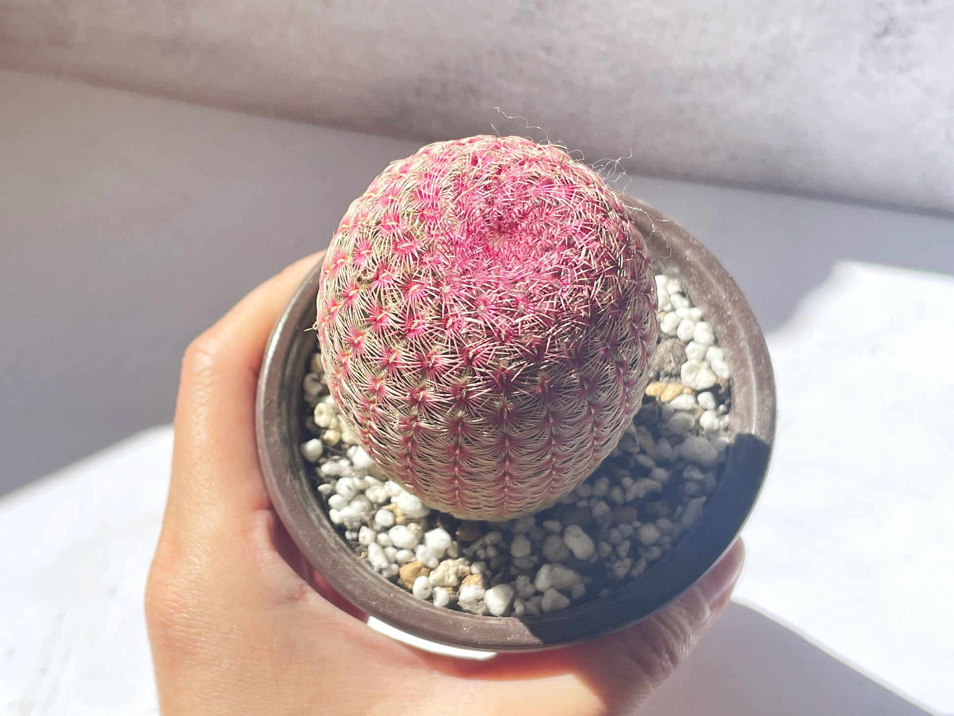 Echinocereus Rigidissimus Rubispinus, Rainbow Cactus 0