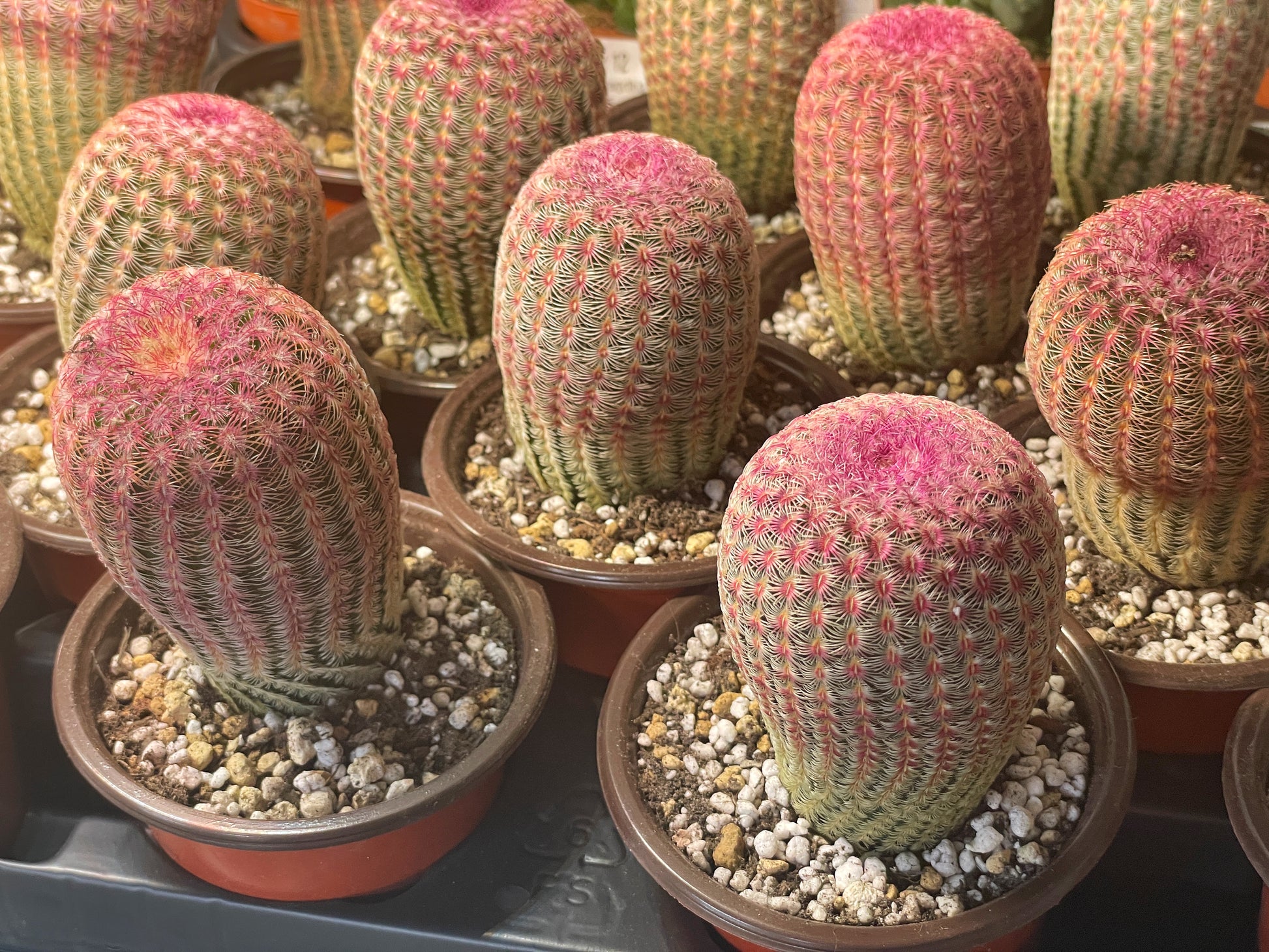 Echinocereus Rigidissimus Rubispinus, Rainbow Cactus 0