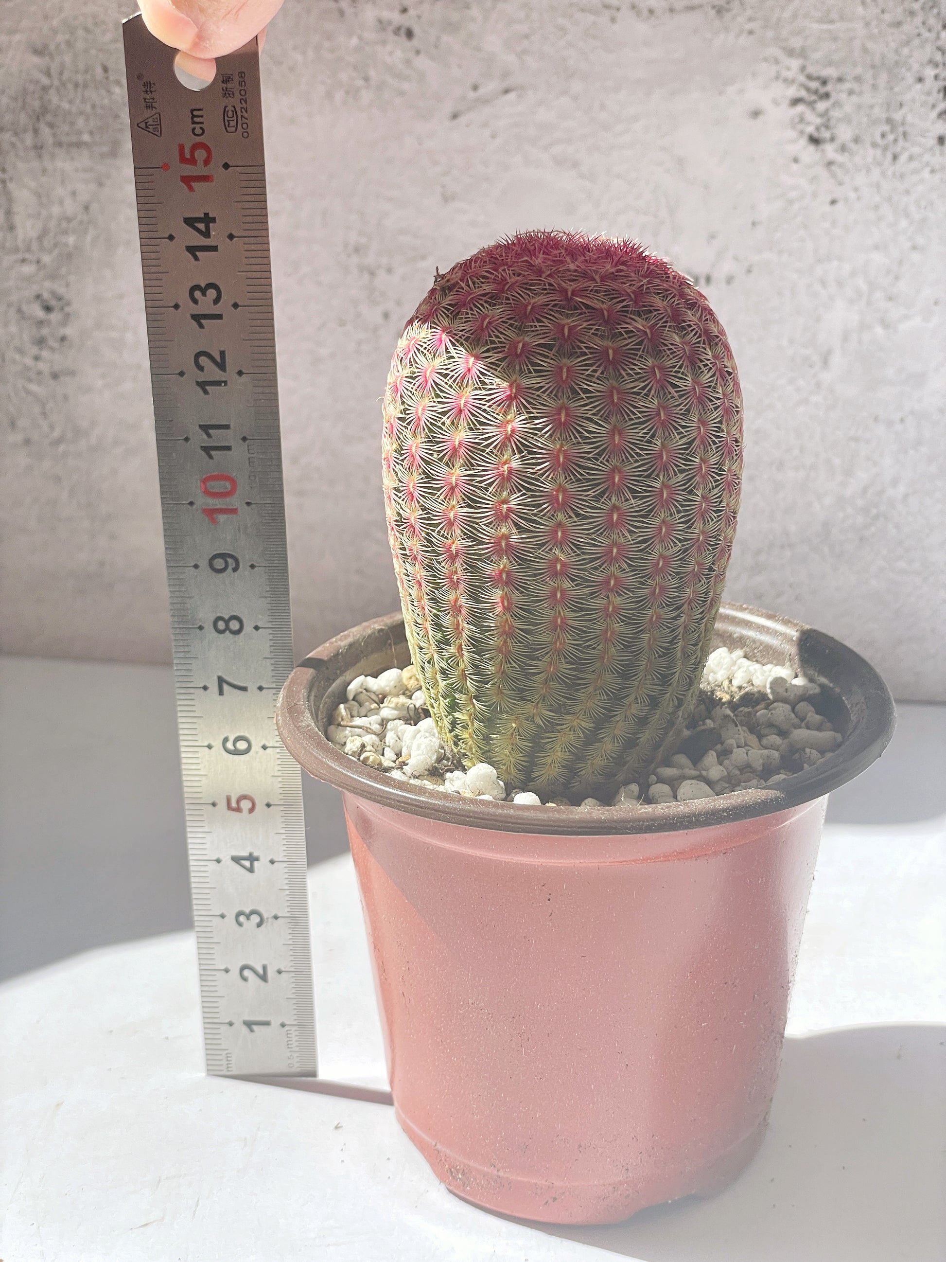 Echinocereus Rigidissimus Rubispinus, Rainbow Cactus 0
