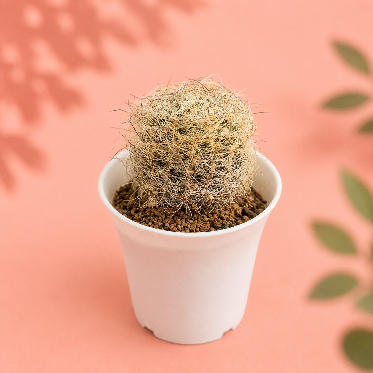 Eriosyce senilis Long Spined Live Cactus Rare Collector Plant
