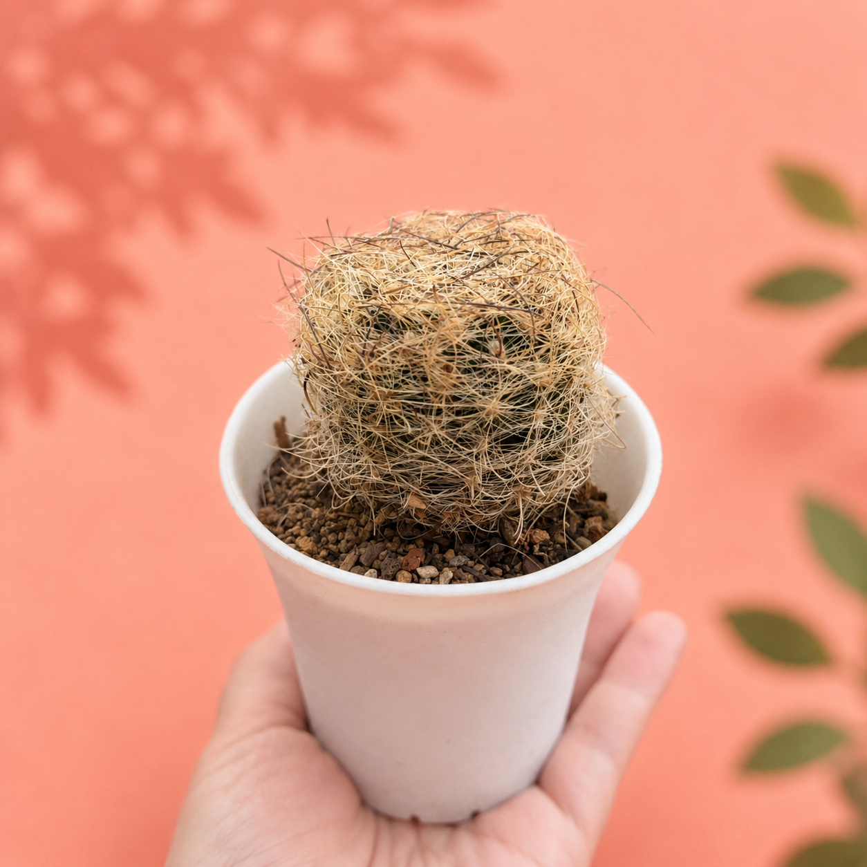 Eriosyce senilis Long Spined Live Cactus Rare Collector Plant
