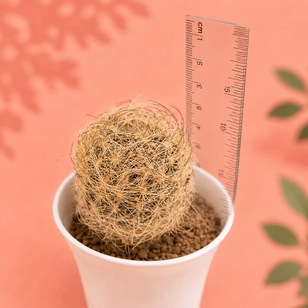 Eriosyce senilis Long Spined Live Cactus Rare Collector Plant
