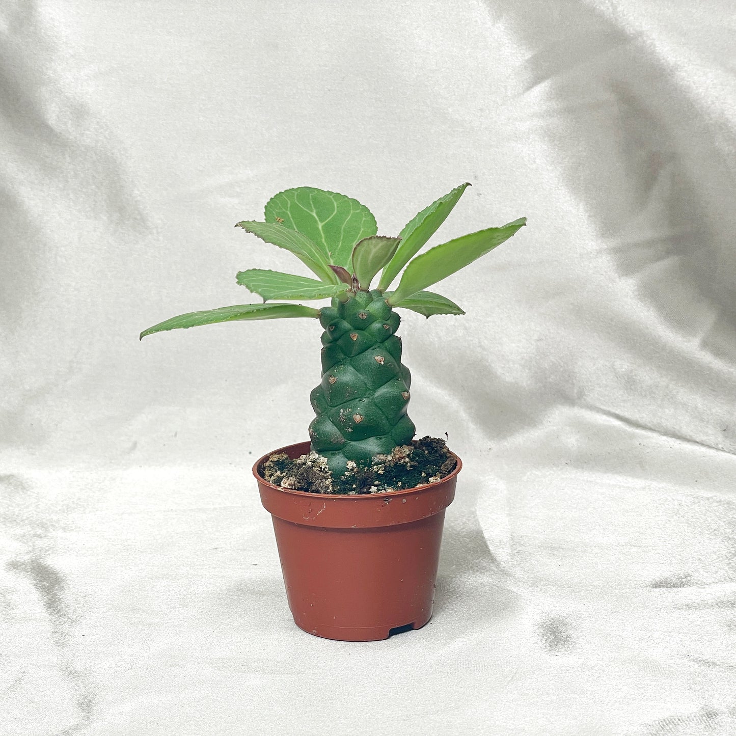 Euphorbia Monadenium ritchiei in 6cm pot – 0