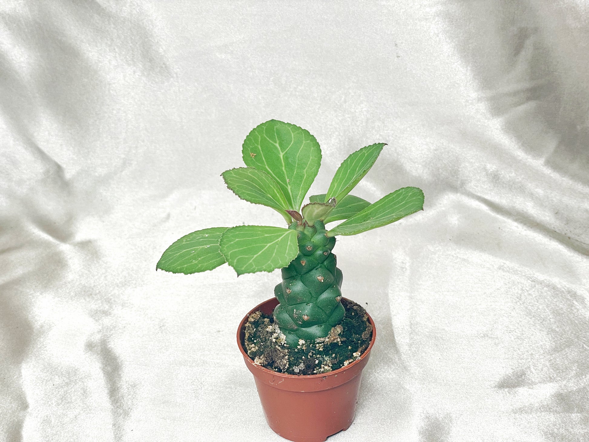 Euphorbia Monadenium ritchiei in 6cm pot – 0