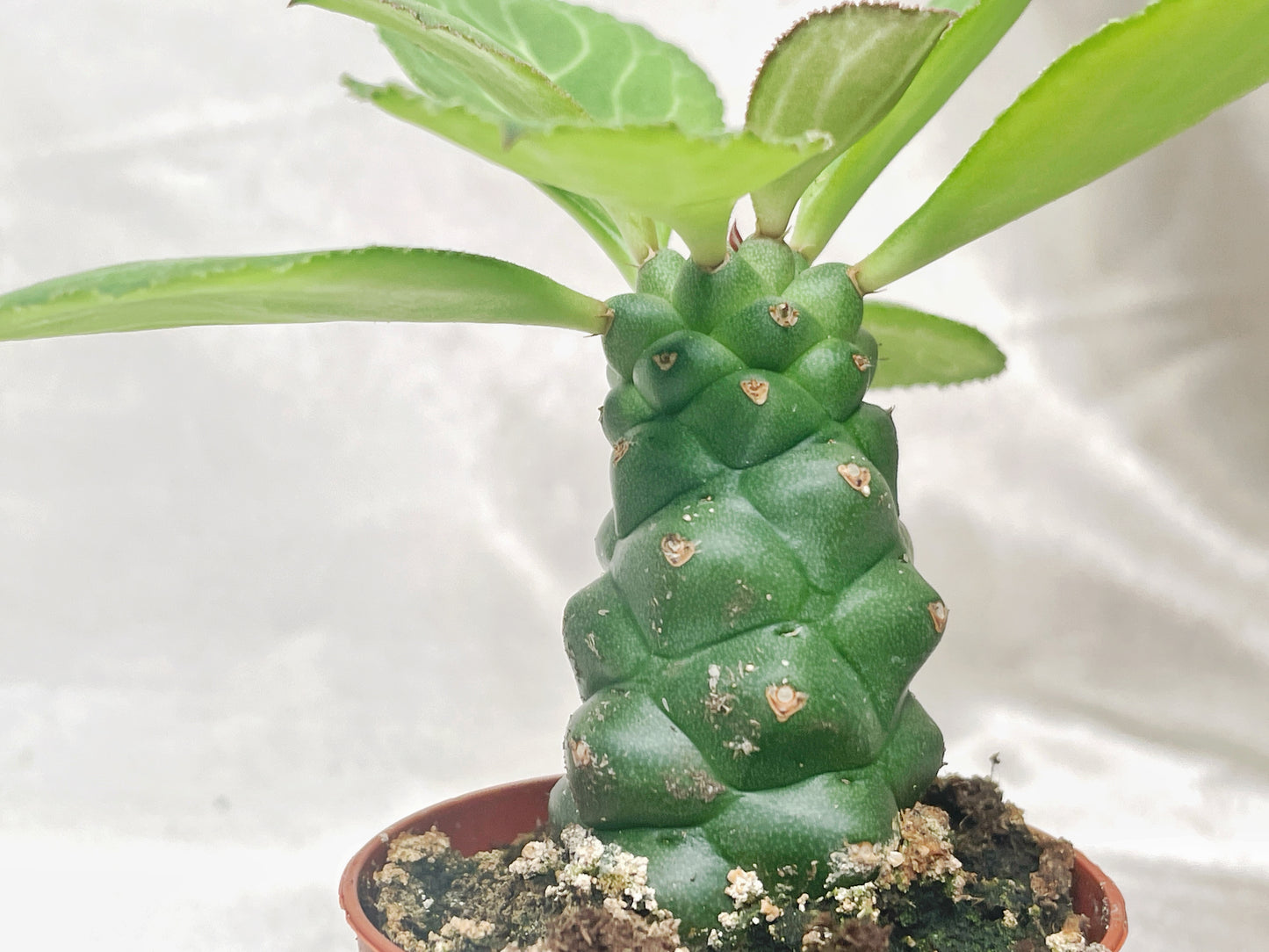Euphorbia Monadenium ritchiei in 6cm pot – 0