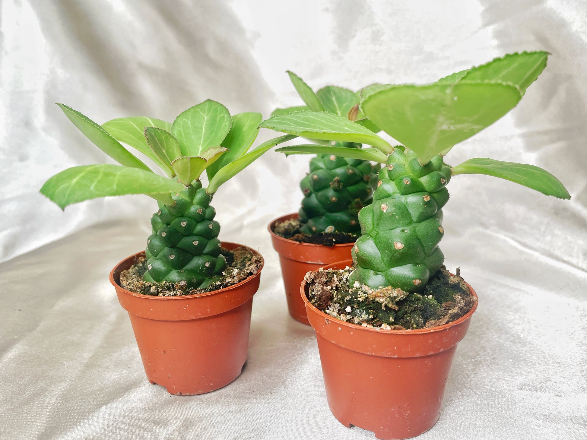 Euphorbia Monadenium ritchiei in 6cm pot – 0