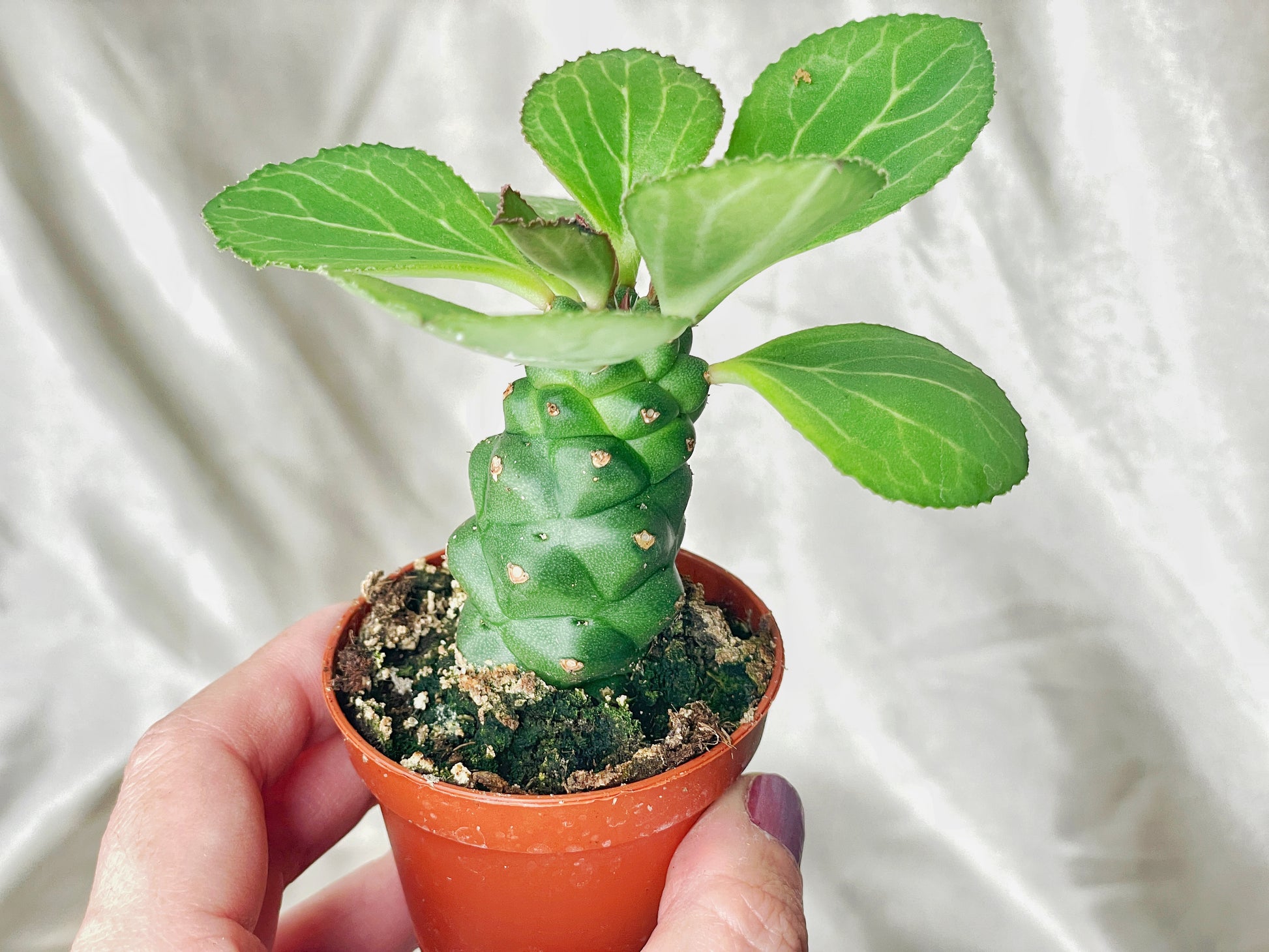 Euphorbia Monadenium ritchiei in 6cm pot – 0