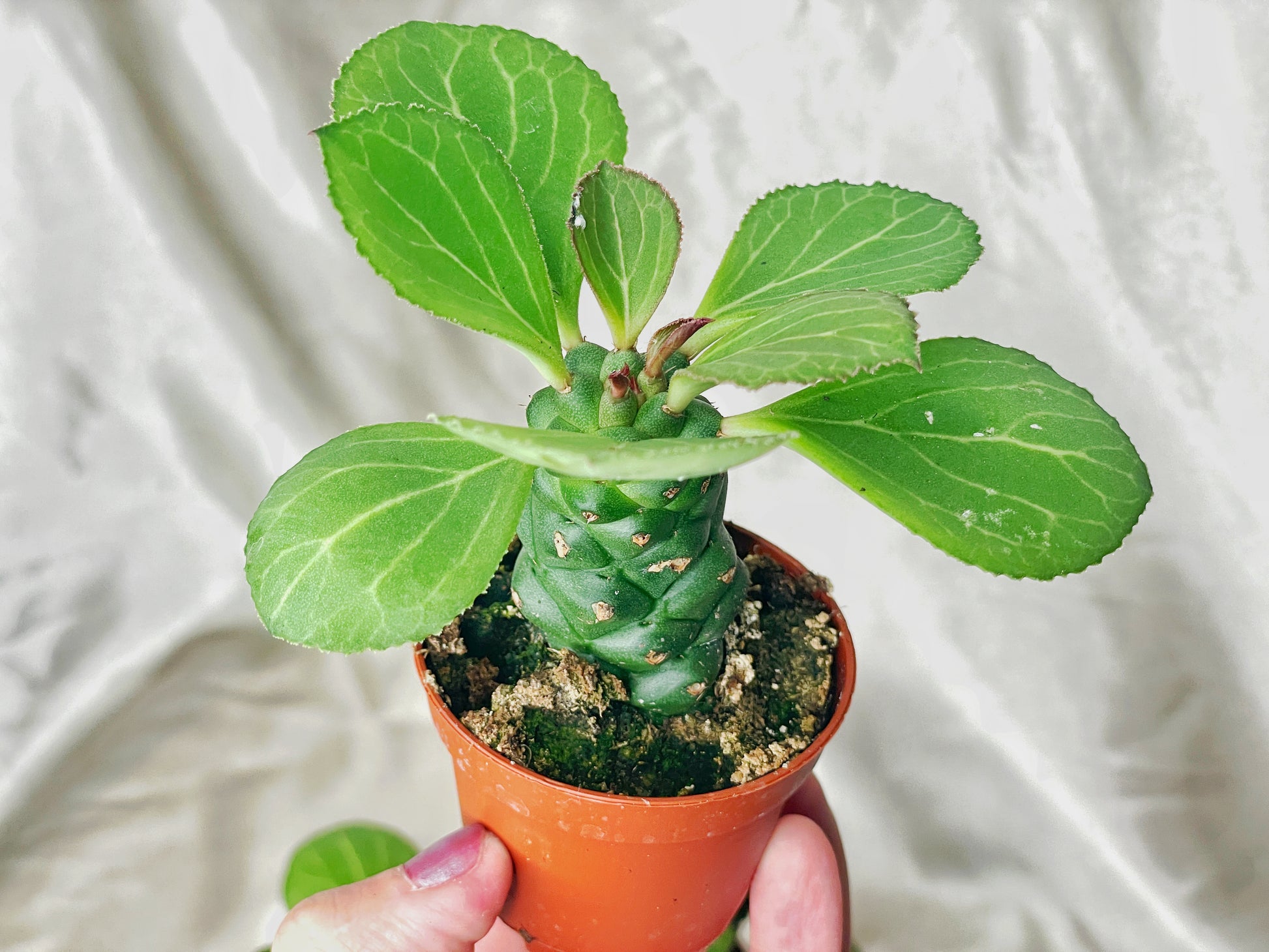 Euphorbia Monadenium ritchiei in 6cm pot – 0