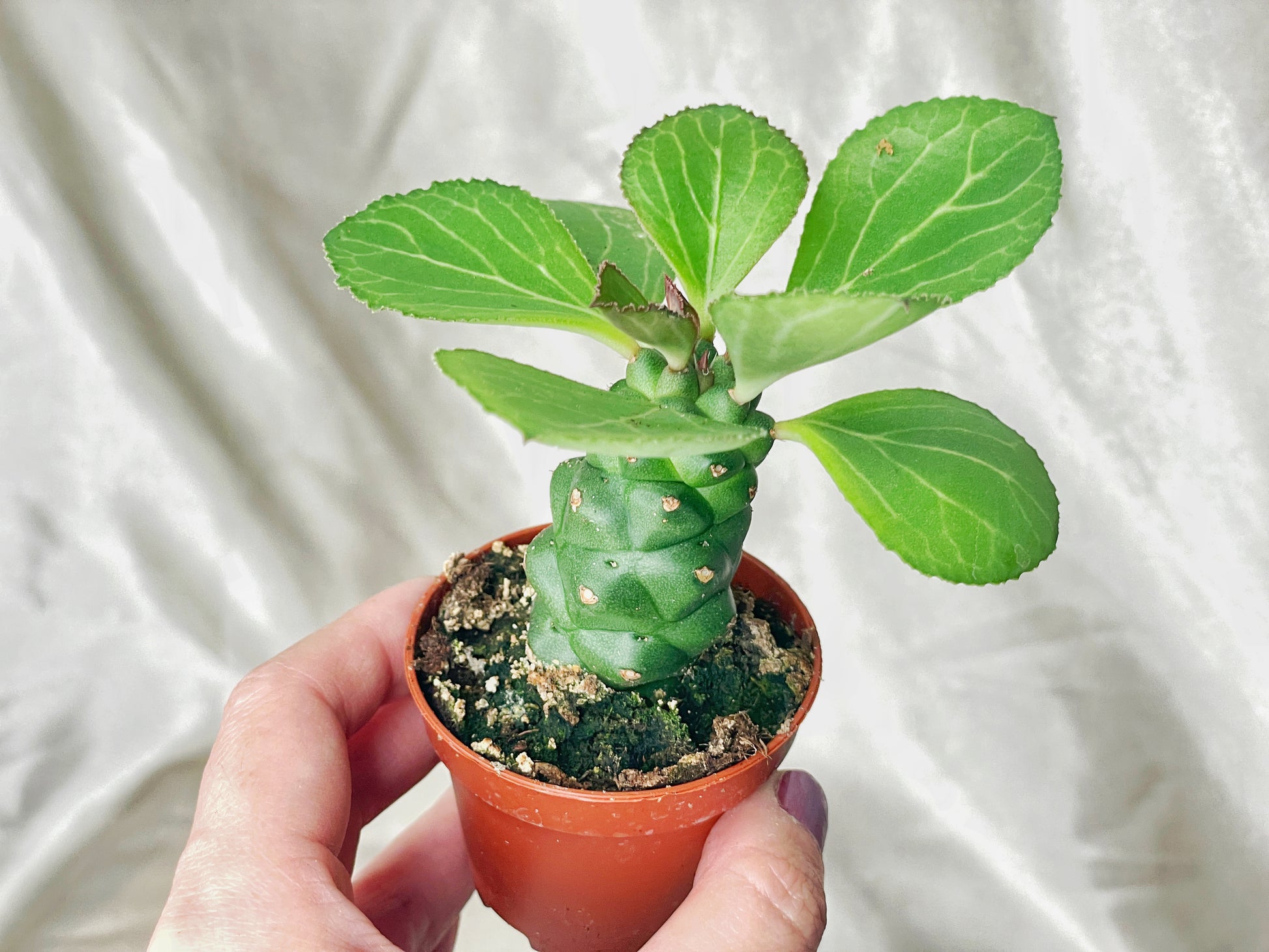 Euphorbia Monadenium ritchiei in 6cm pot – 0