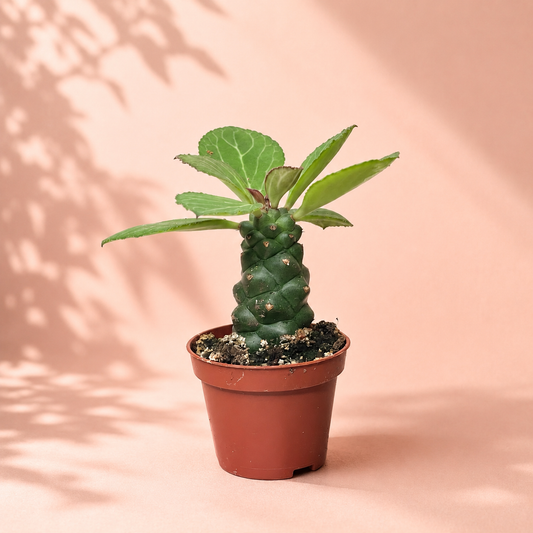Euphorbia Monadenium ritchiei in 6cm pot – Live Succulent, Houseplants, Cactus