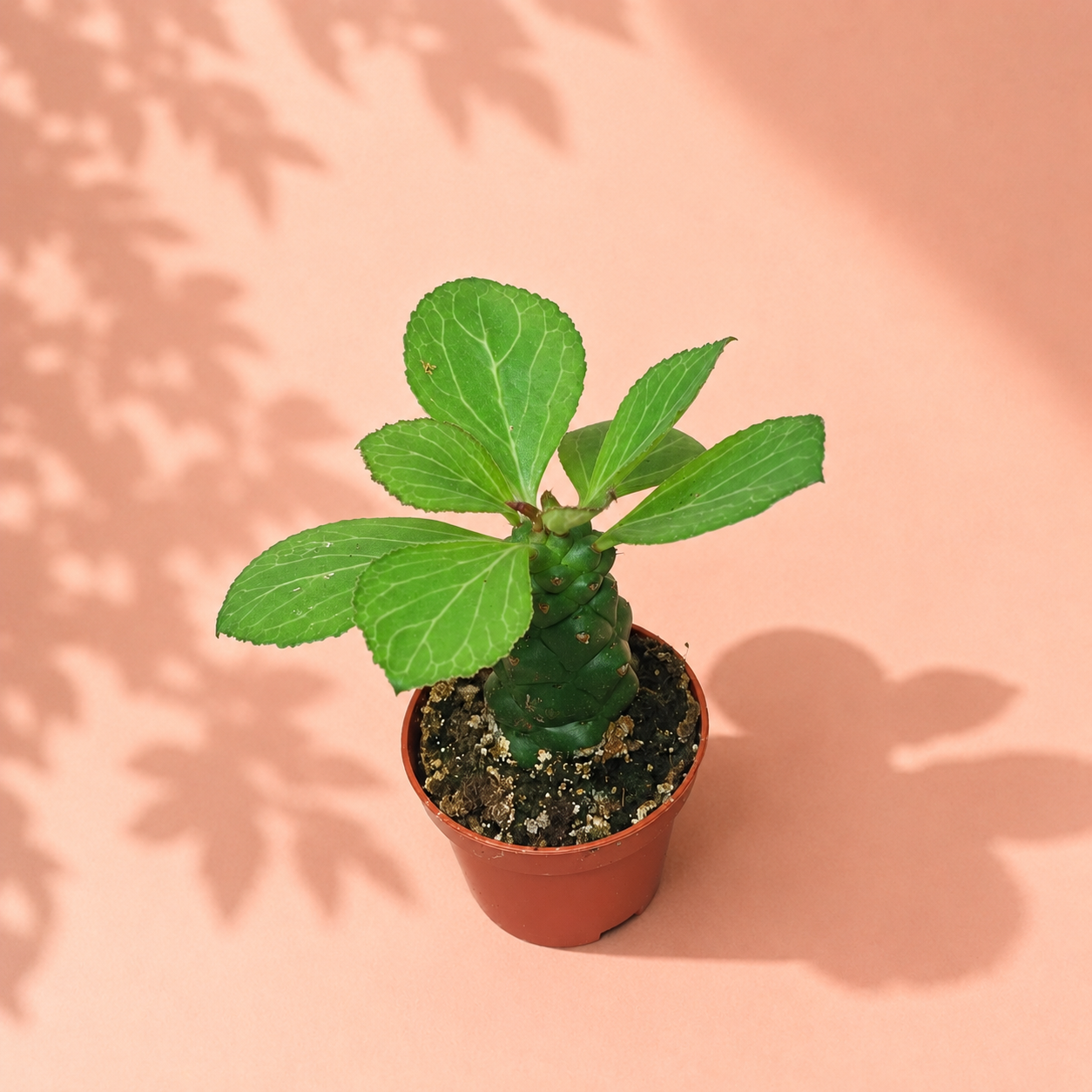 Euphorbia Monadenium ritchiei in 6cm pot – Live Succulent, Houseplants, Cactus