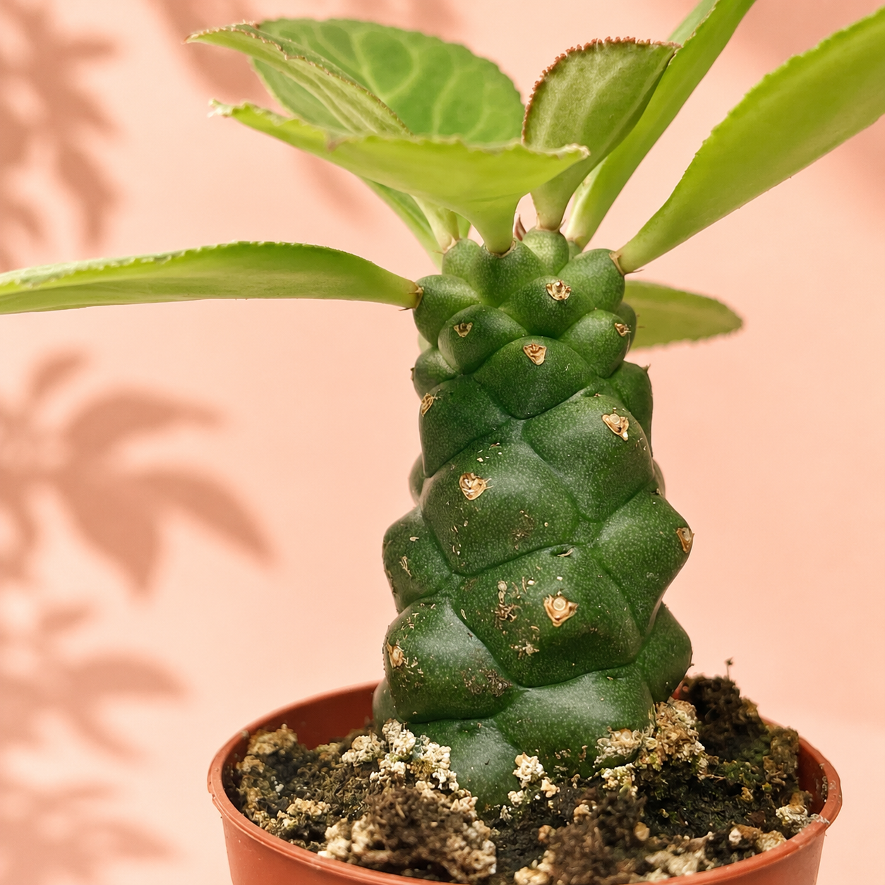 Euphorbia Monadenium ritchiei in 6cm pot – Live Succulent, Houseplants, Cactus