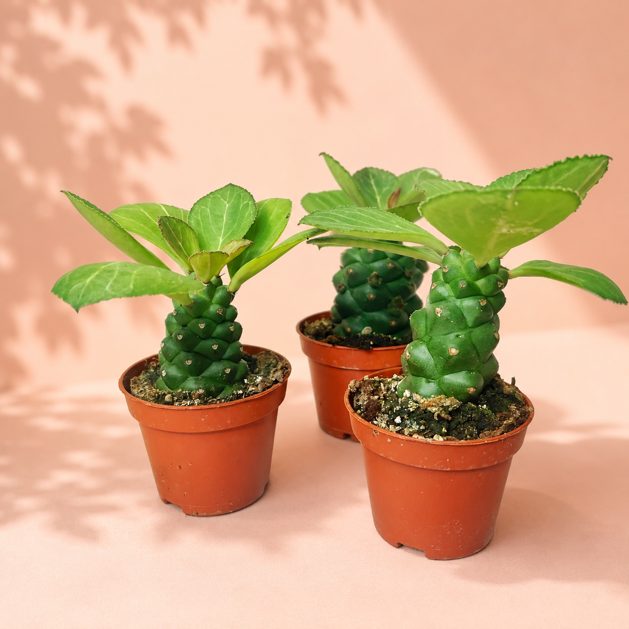 Euphorbia Monadenium ritchiei in 6cm pot – Live Succulent, Houseplants, Cactus