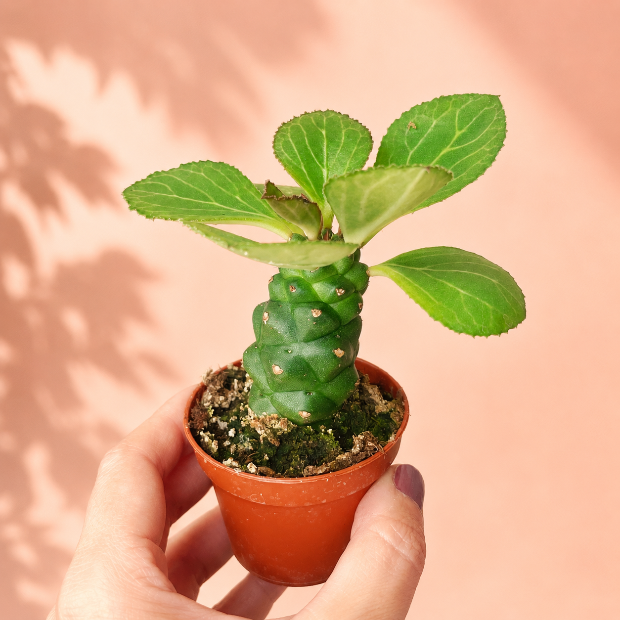 Euphorbia Monadenium ritchiei in 6cm pot – Live Succulent, Houseplants, Cactus