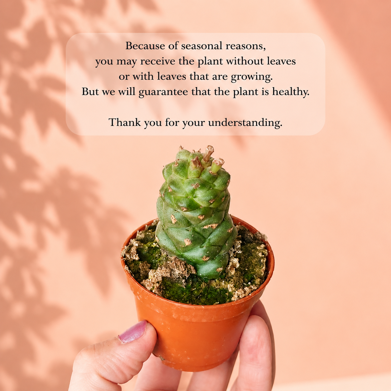 Euphorbia Monadenium ritchiei in 6cm pot – Live Succulent, Houseplants, Cactus
