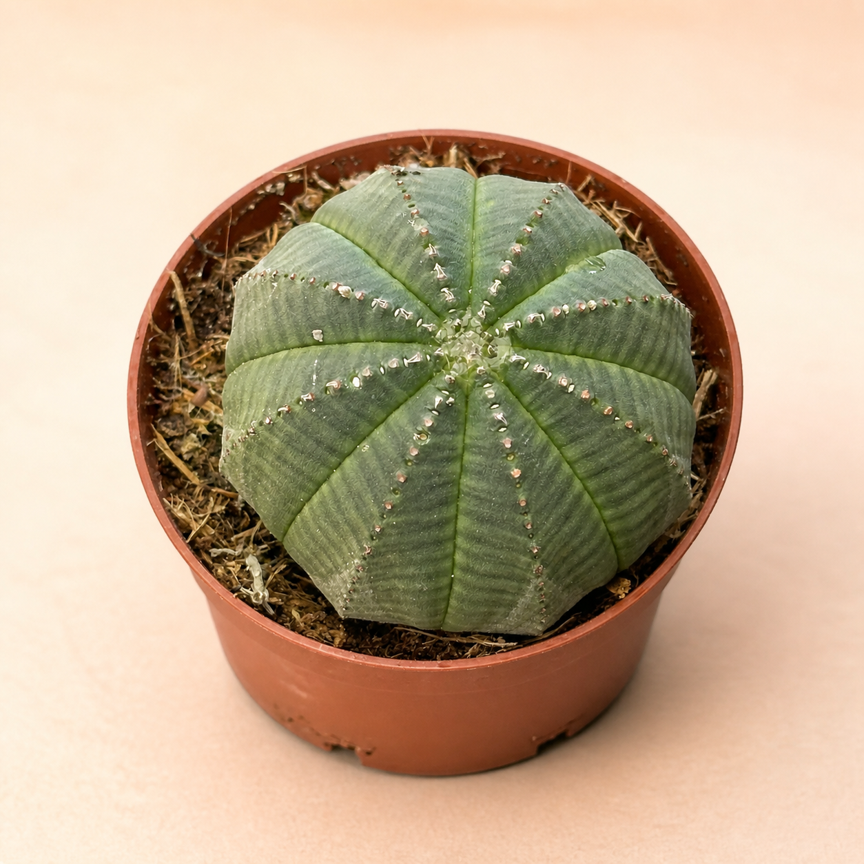 Euphorbia Obesa Baseball Plant – Cactus-Like Succulent Houseplant in 8.5cm Pot