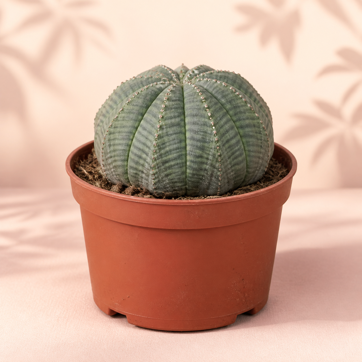 Euphorbia Obesa Baseball Plant – Cactus-Like Succulent Houseplant in 8.5cm Pot