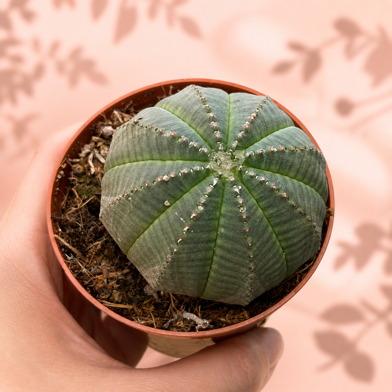 Euphorbia Obesa Baseball Plant – Cactus-Like Succulent Houseplant in 8.5cm Pot