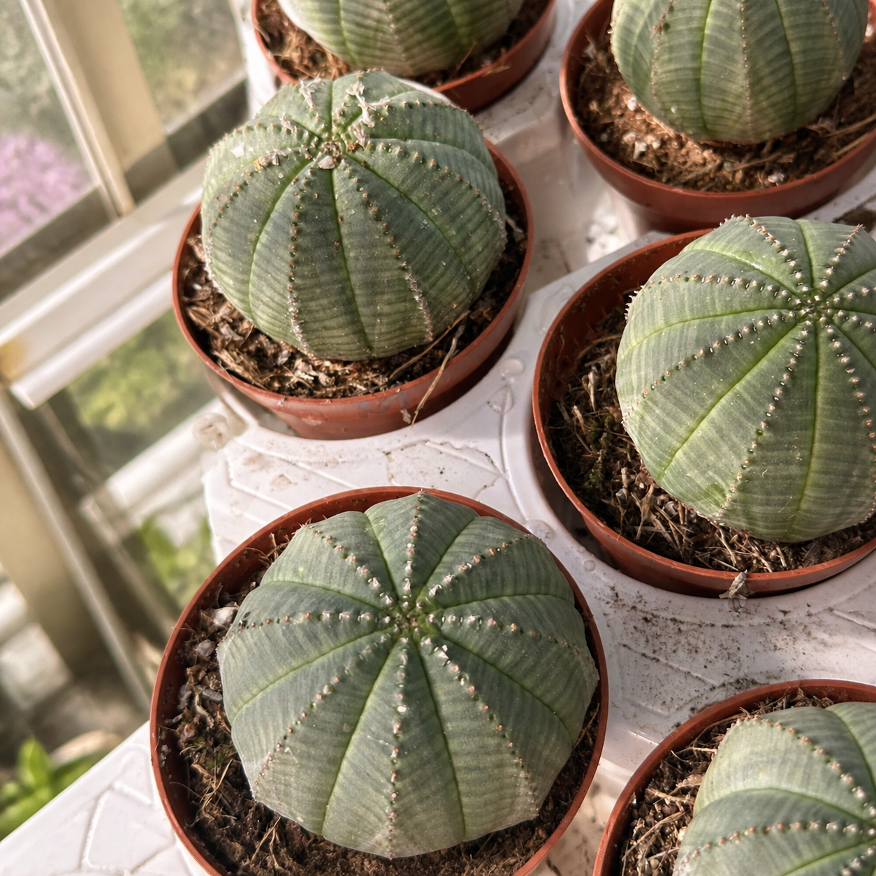 Euphorbia Obesa Baseball Plant – Cactus-Like Succulent Houseplant in 8.5cm Pot