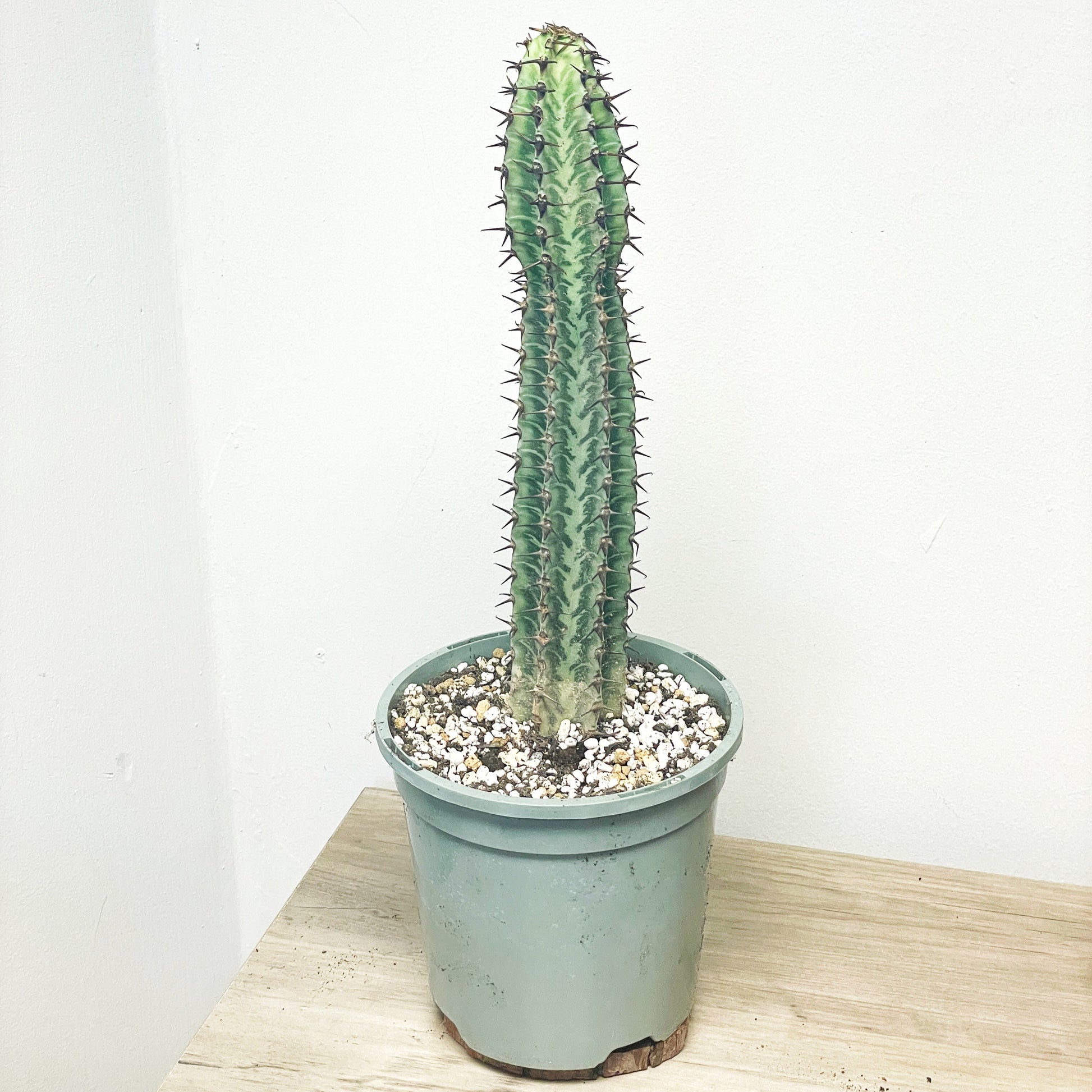 spiny succulent plant 18-25cm Euphorbia Zebra, African Spiny Succulent Cactus