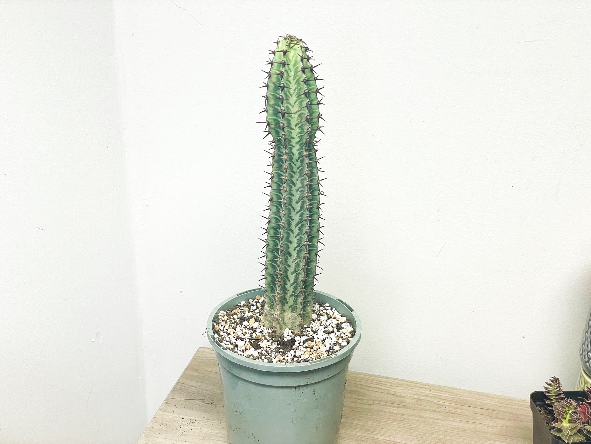 Euphorbia Zebra – African Spiny Succulent - 0