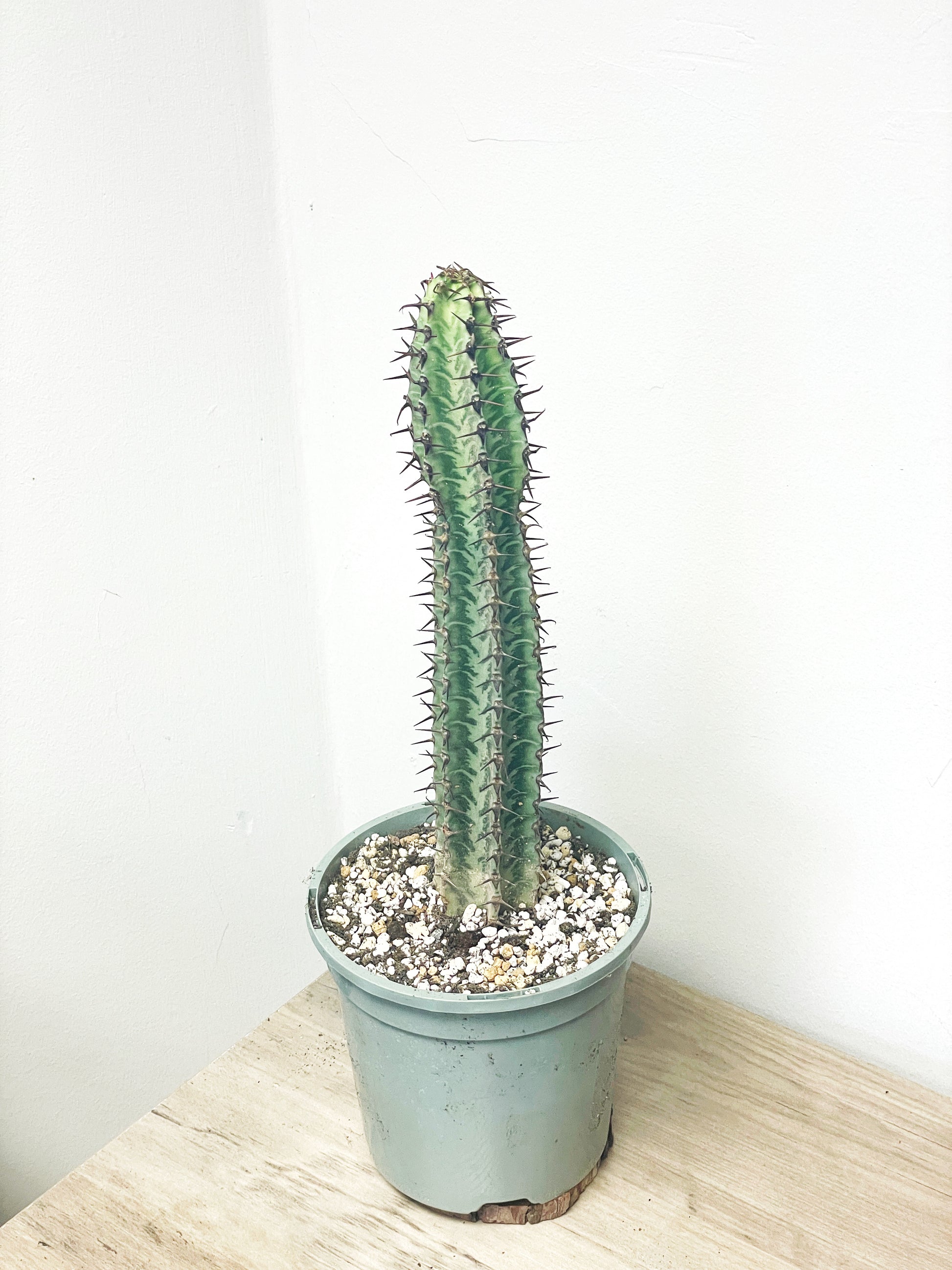 african cactus succulent Euphorbia Zebra – African Spiny Succulent | 18–25cm | Bare Root Cactus-Living Plant – Chic Chic Plants