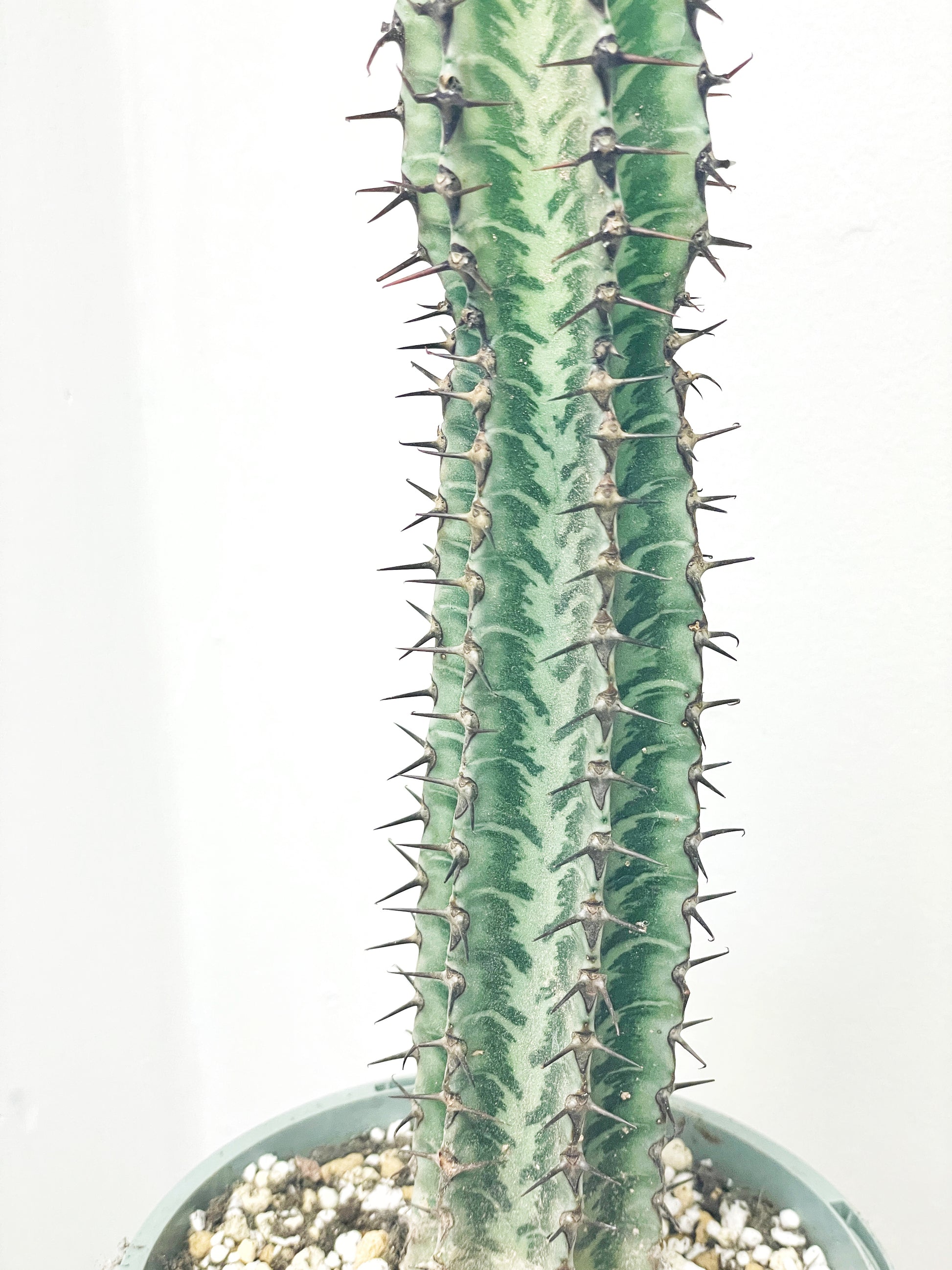 a spiny succulent 18-25cm Euphorbia Zebra, African Spiny Succulent Cactus
