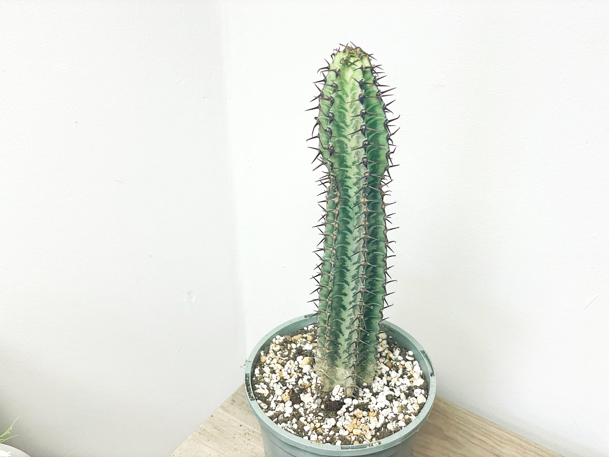 Euphorbia Zebra – African Spiny Succulent - 0