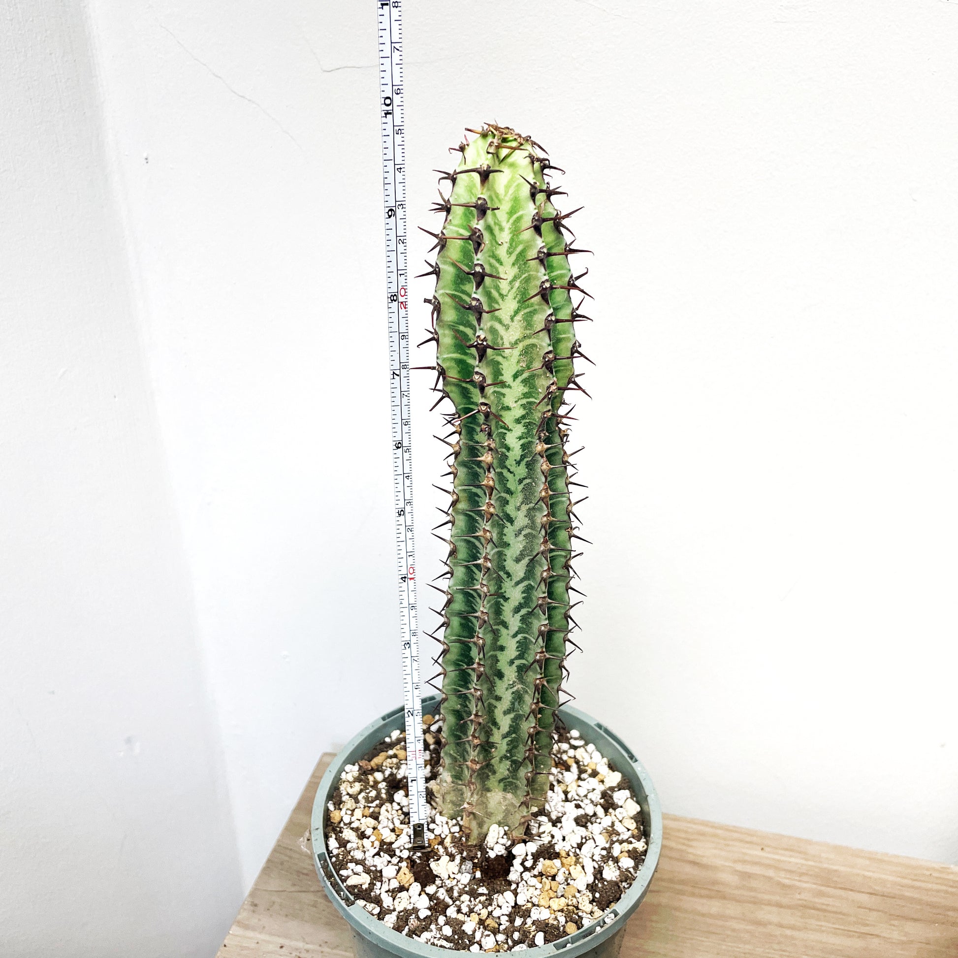 a spiny succulent 18-25cm Euphorbia Zebra, African Spiny Succulent Cactus