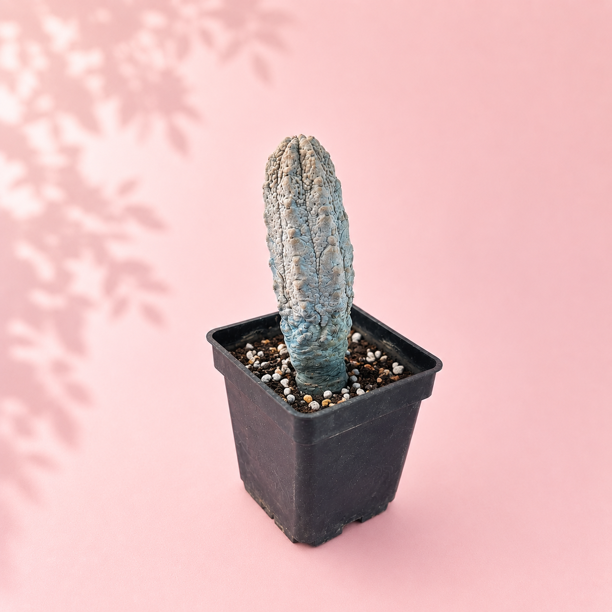 Euphorbia abdelkuri ‘Concrete Sticks’