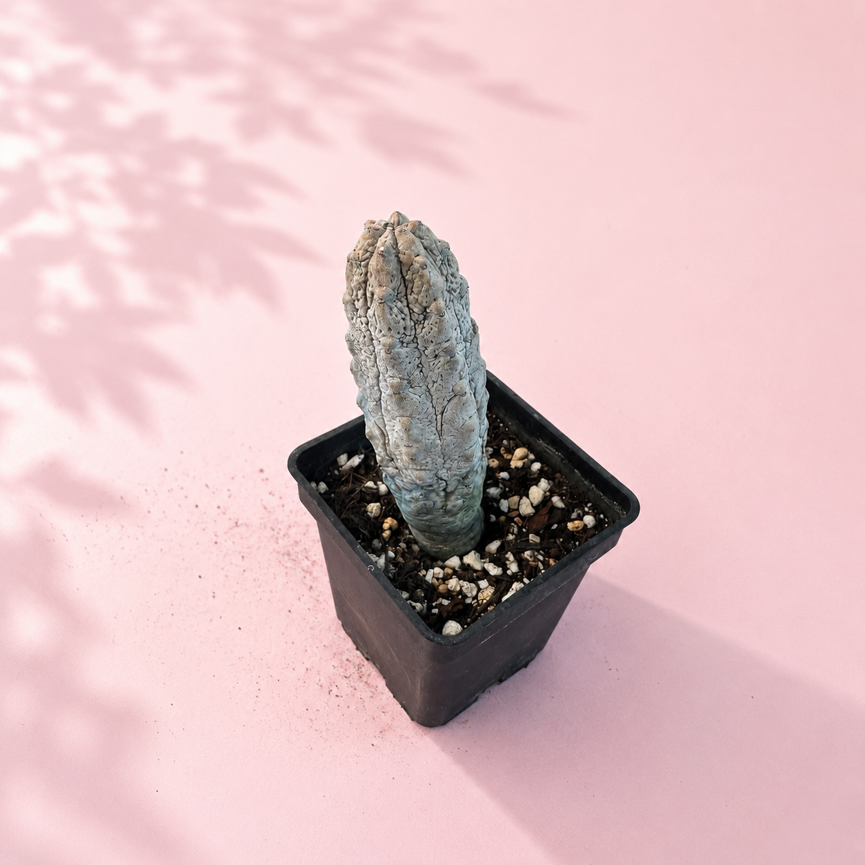 Euphorbia abdelkuri ‘Concrete Sticks’