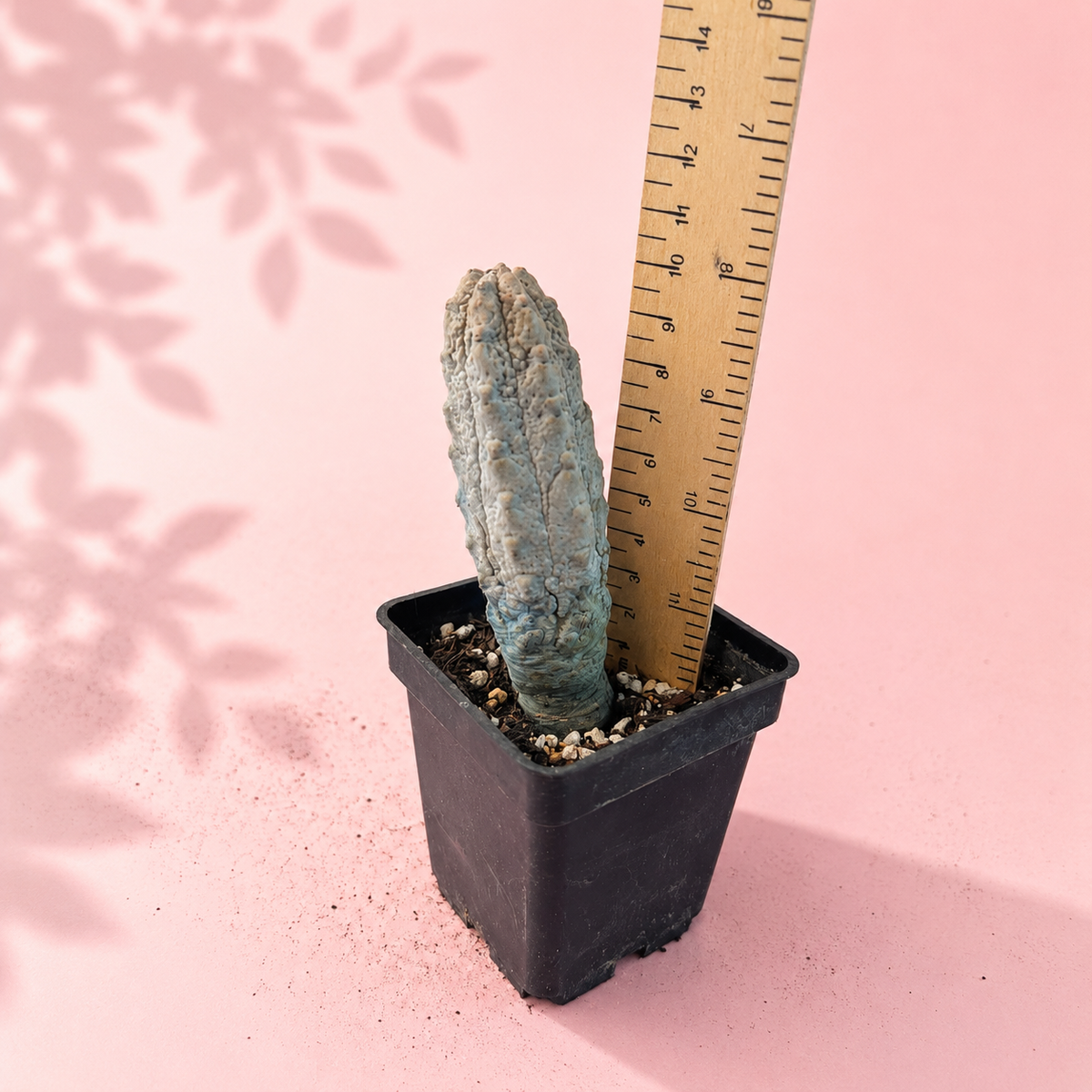 Euphorbia abdelkuri ‘Concrete Sticks’